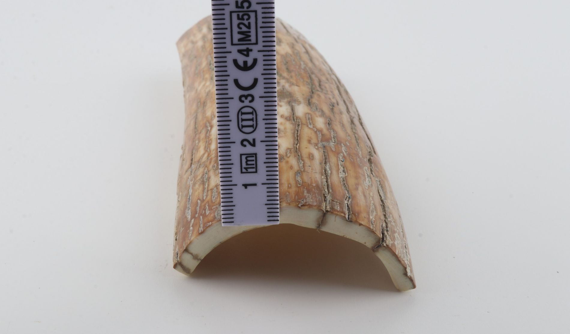 Orange mammoth bark