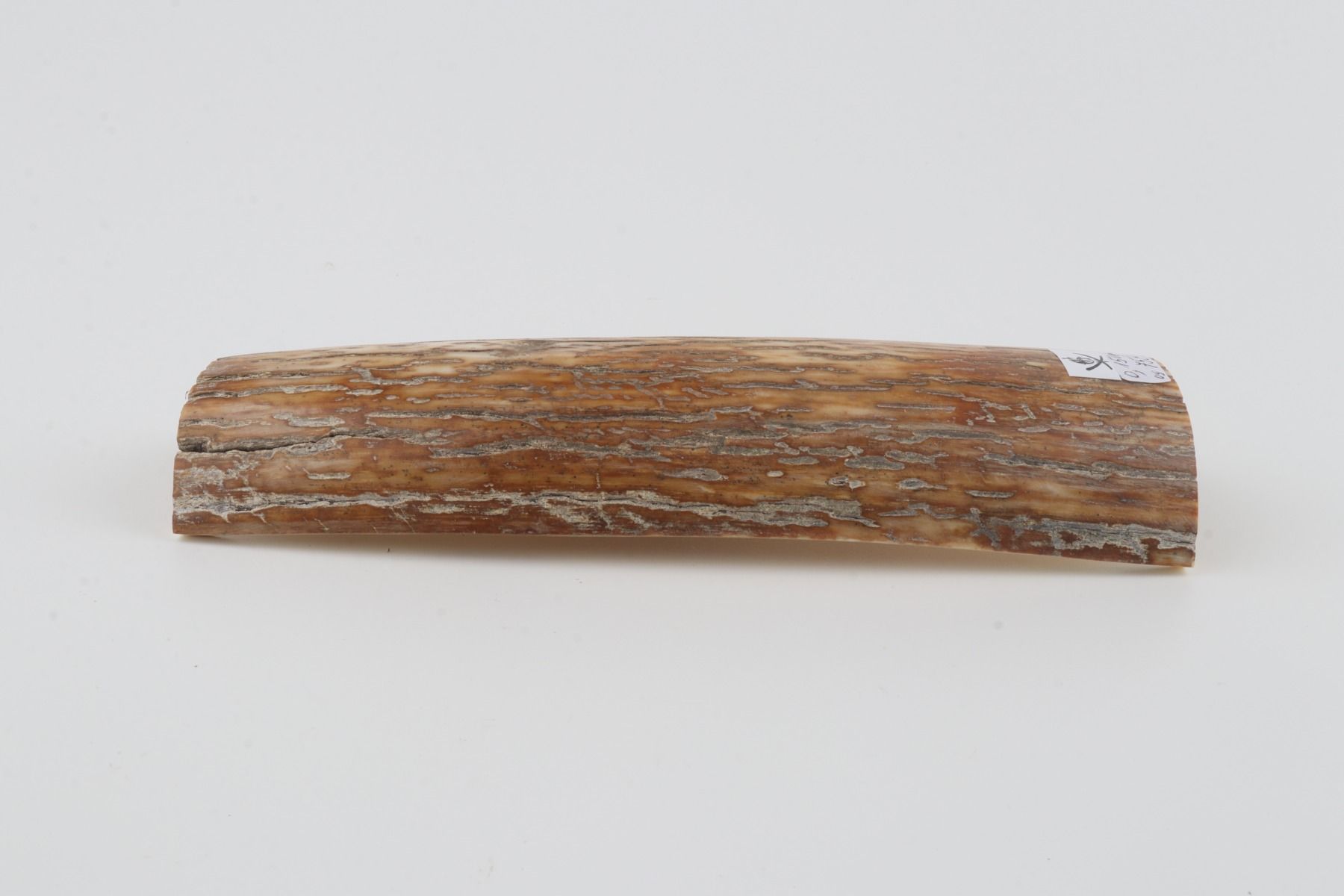 Orange mammoth bark