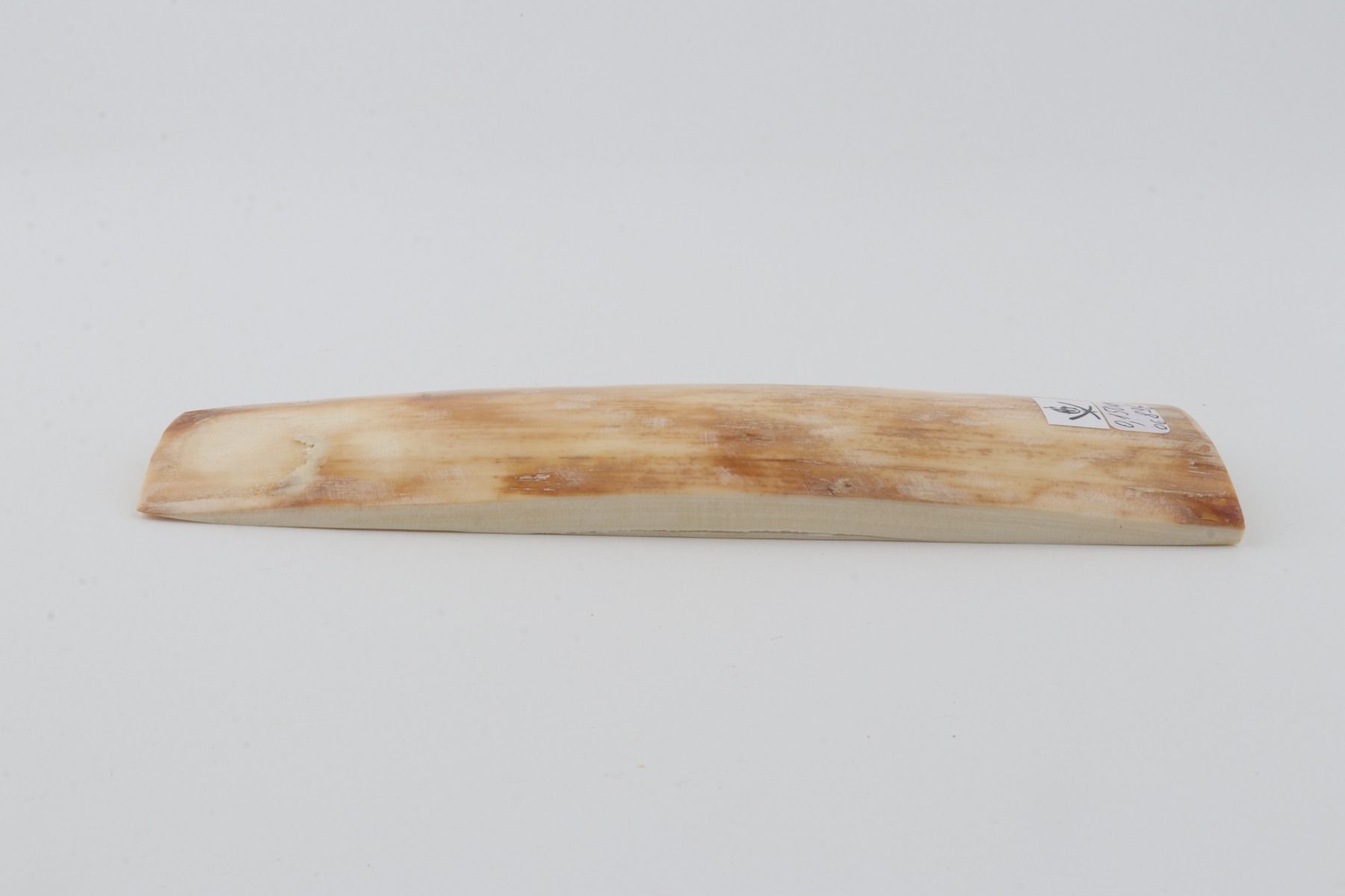 Yellow-orange mammoth bark