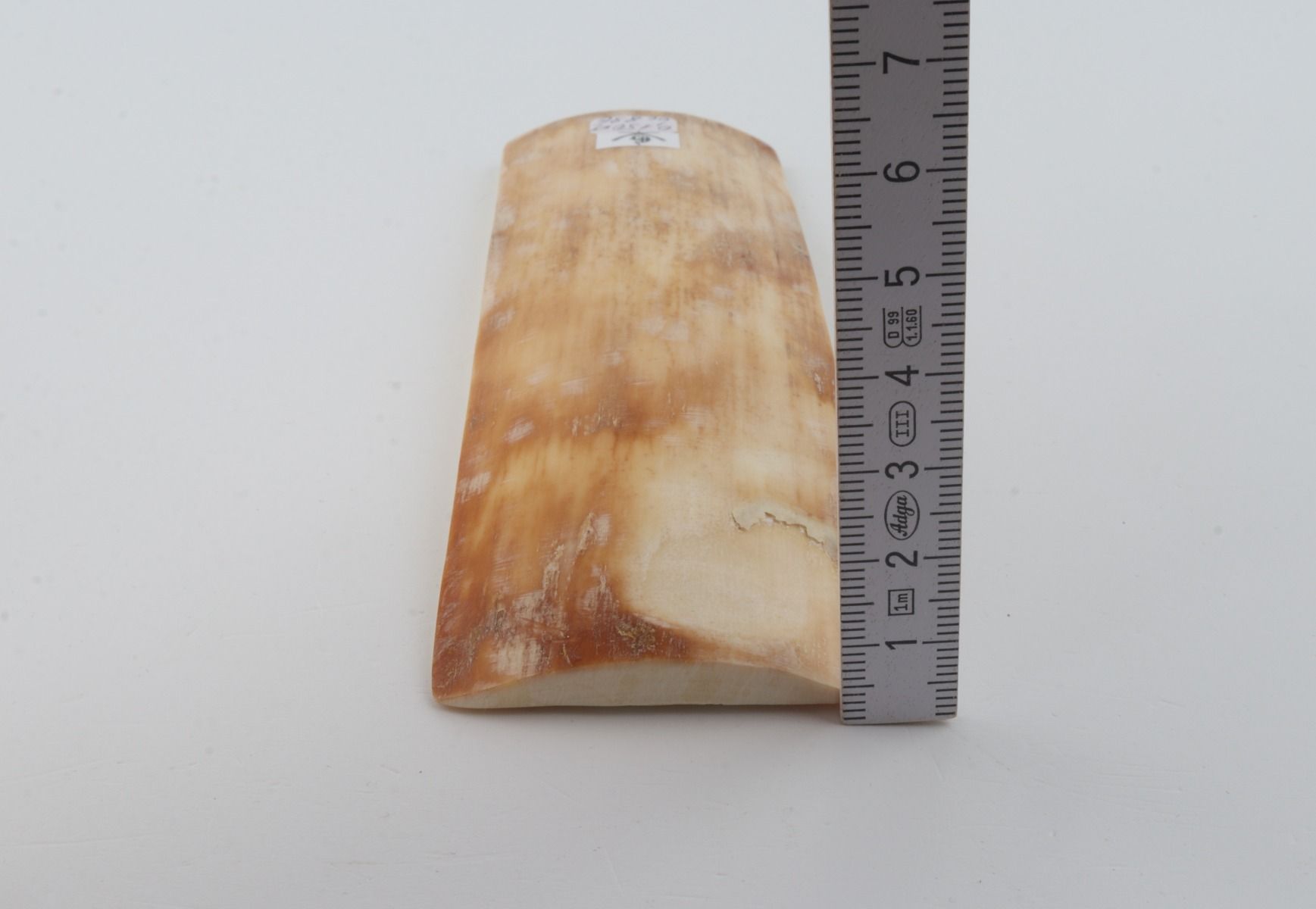 Yellow-orange mammoth bark