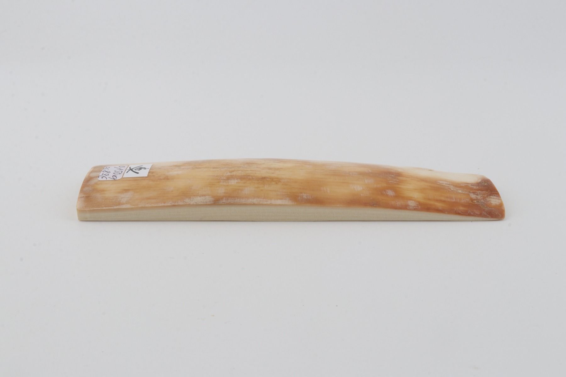 Yellow-orange mammoth bark