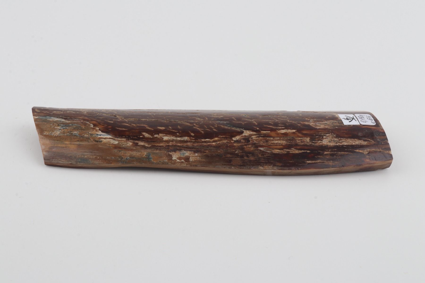 Brown mammoth bark