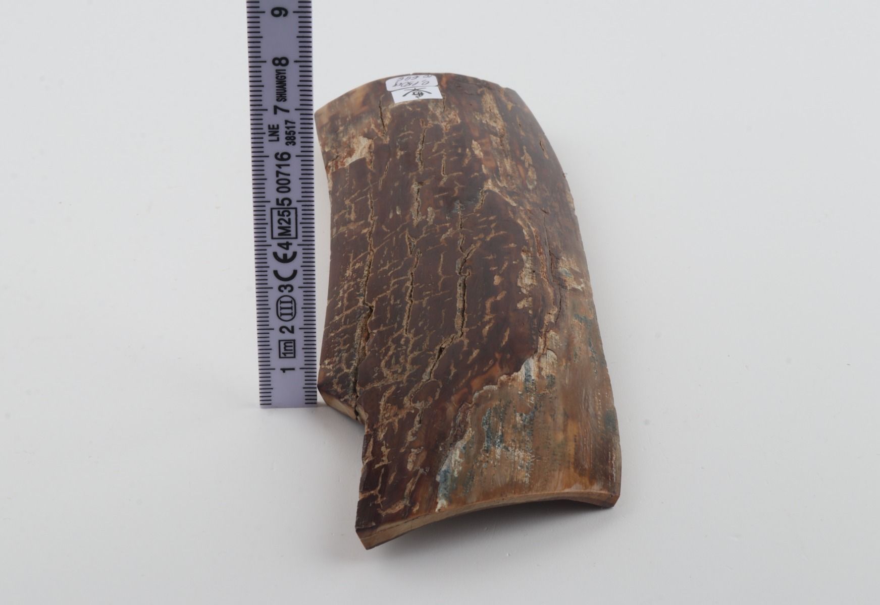 Brown mammoth bark