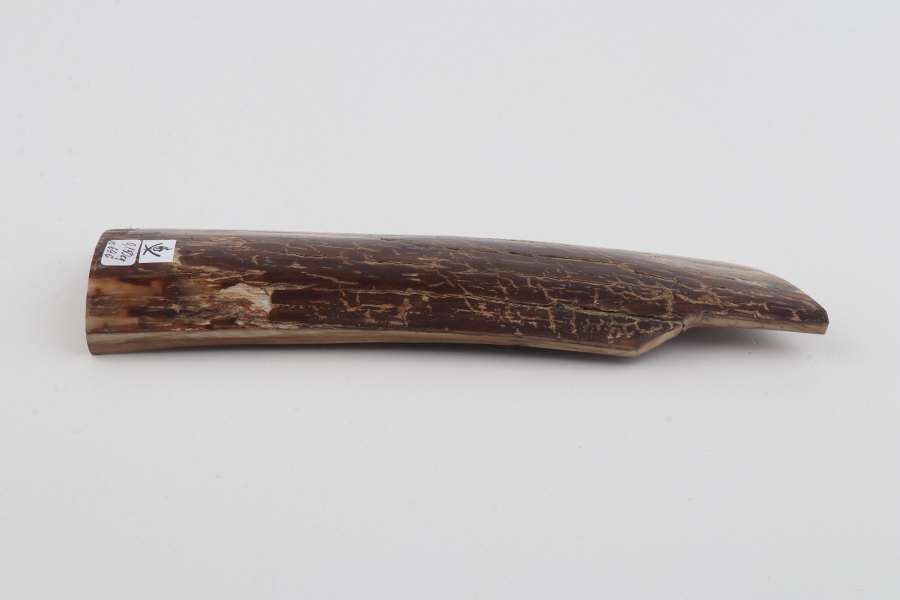 Brown mammoth bark