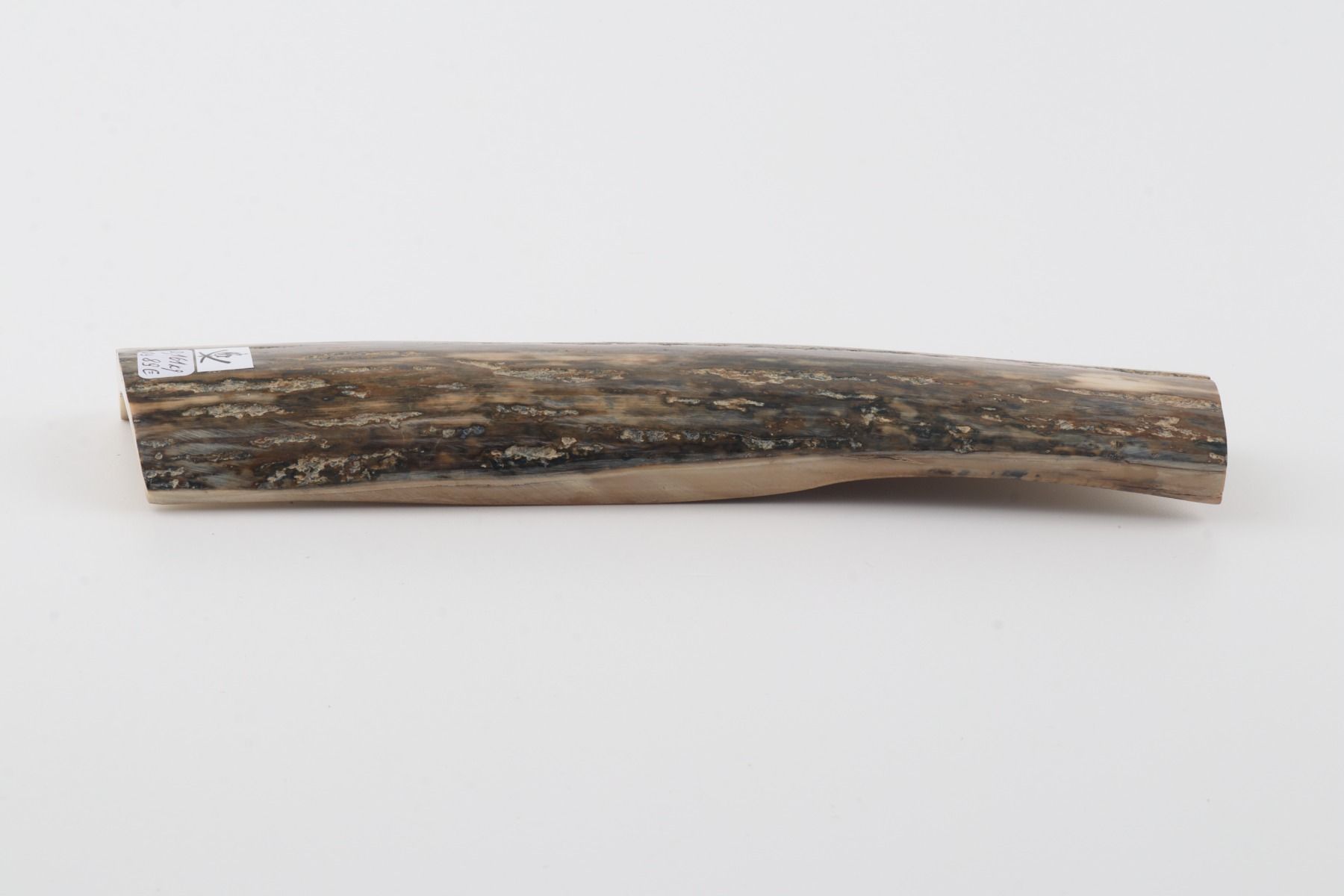 Green mammoth bark