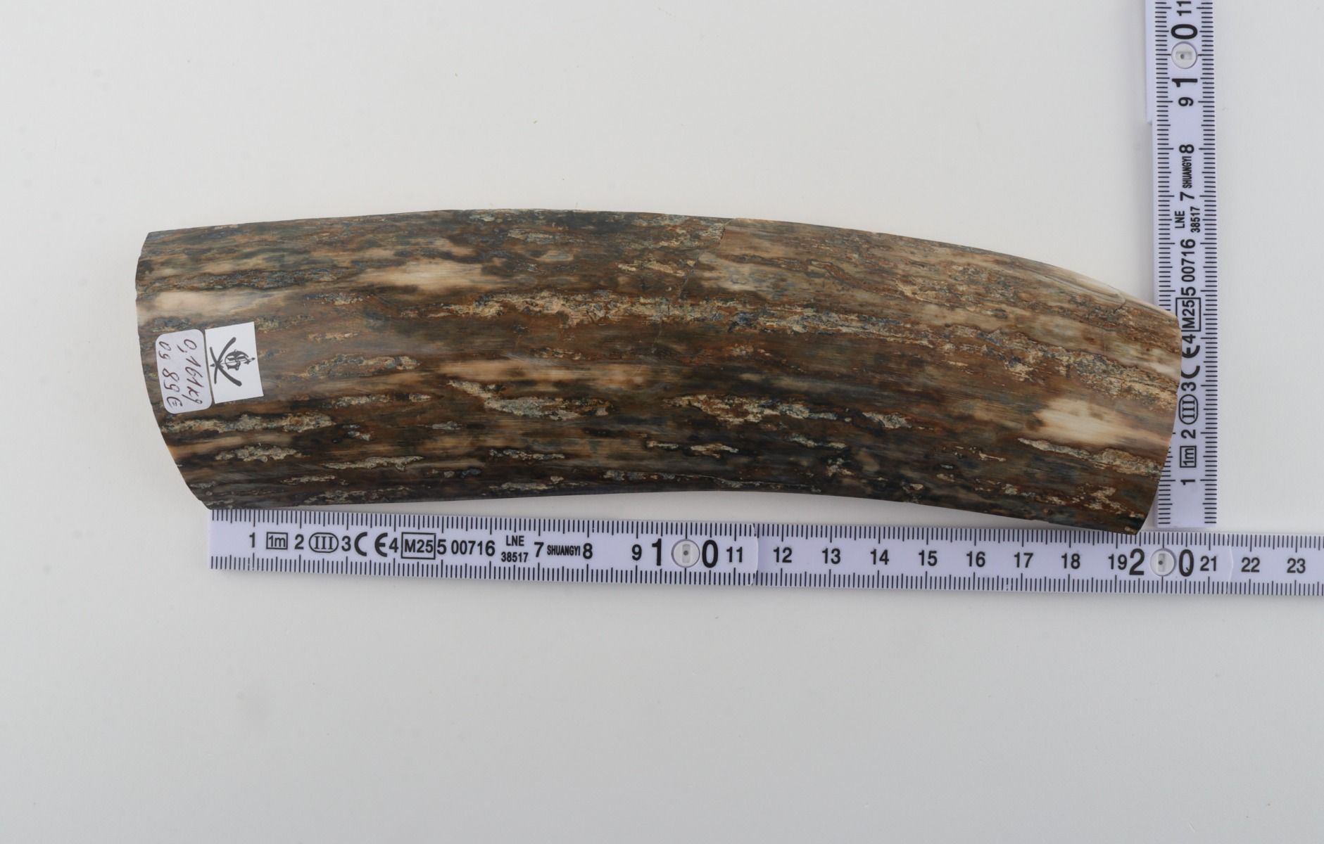 Green mammoth bark