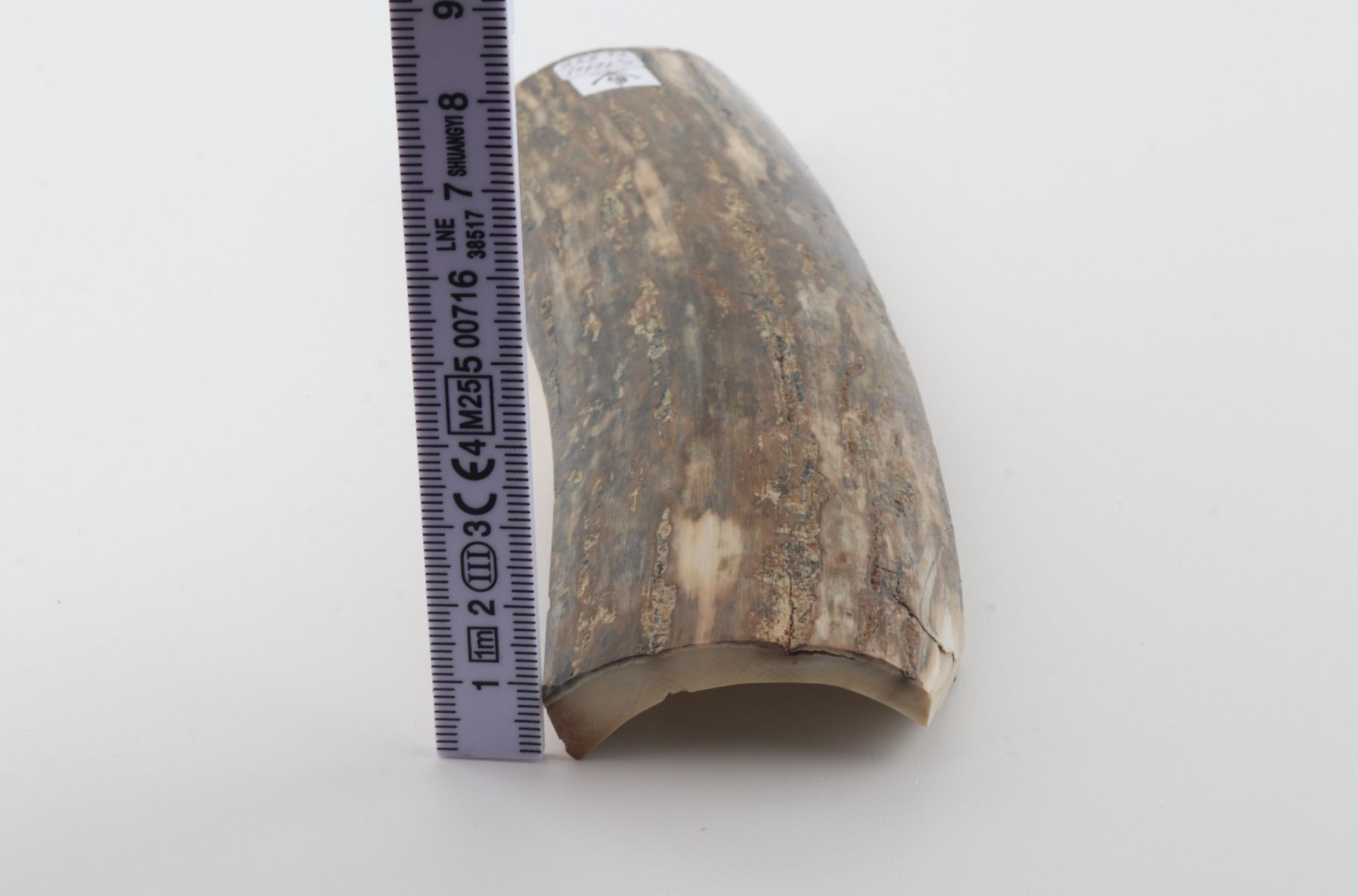 Green mammoth bark