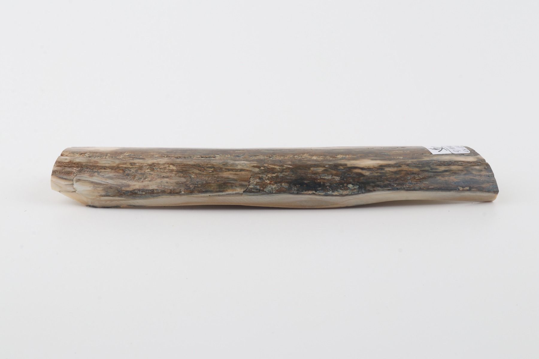 Green mammoth bark