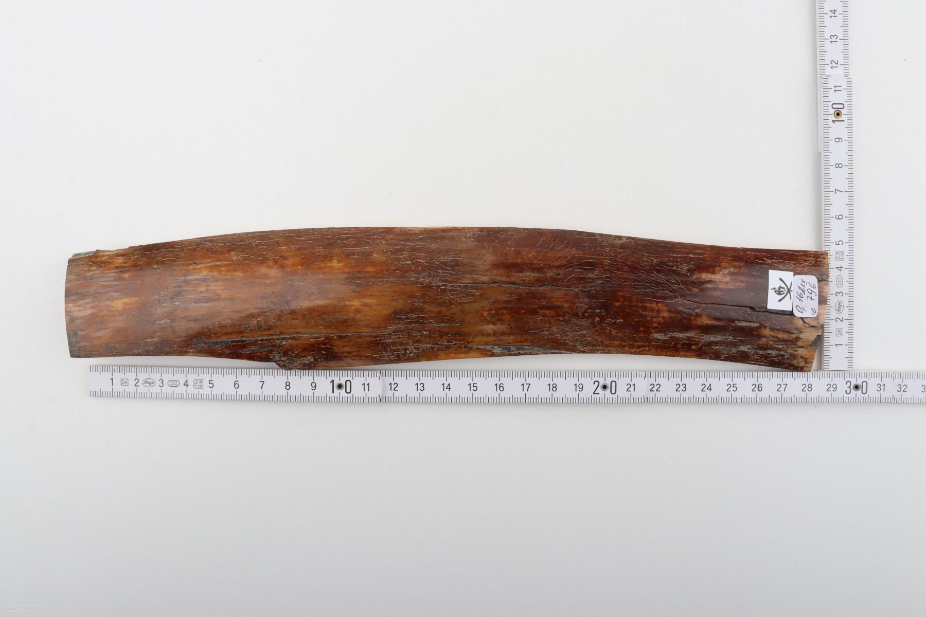 Caramel-brown mammoth bark
