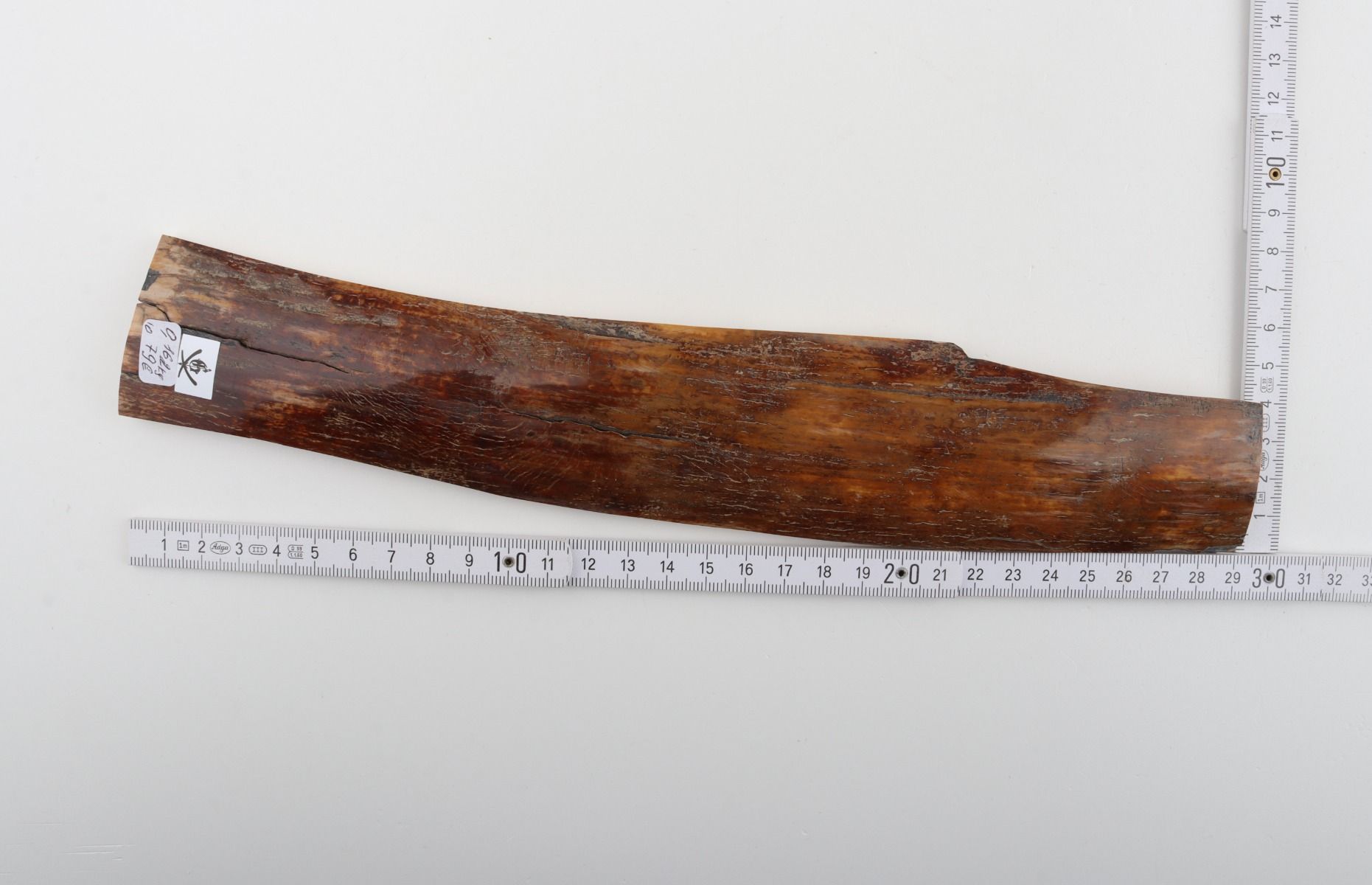 Caramel-brown mammoth bark