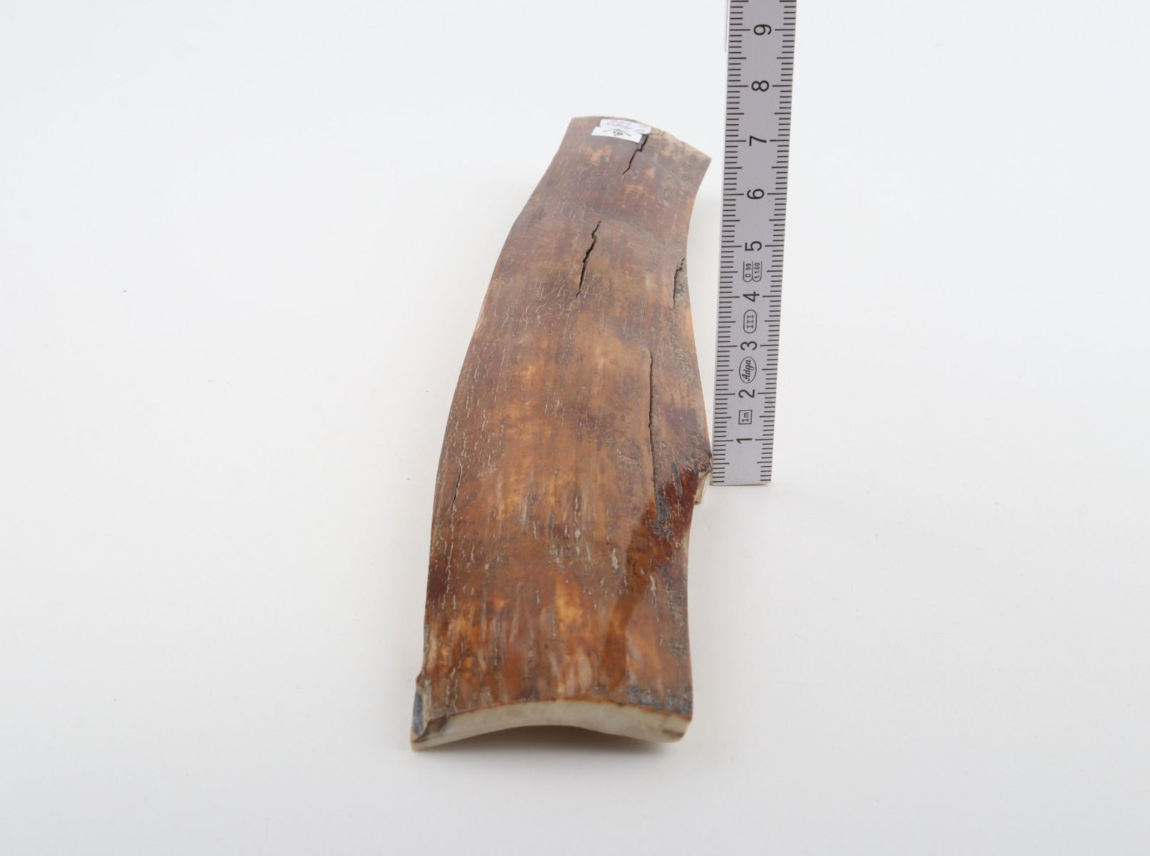 Caramel-brown mammoth bark