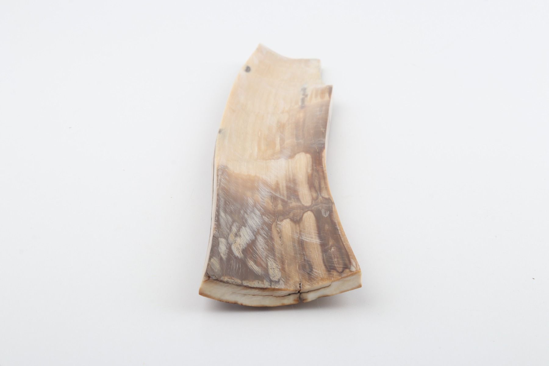 Caramel-brown mammoth bark