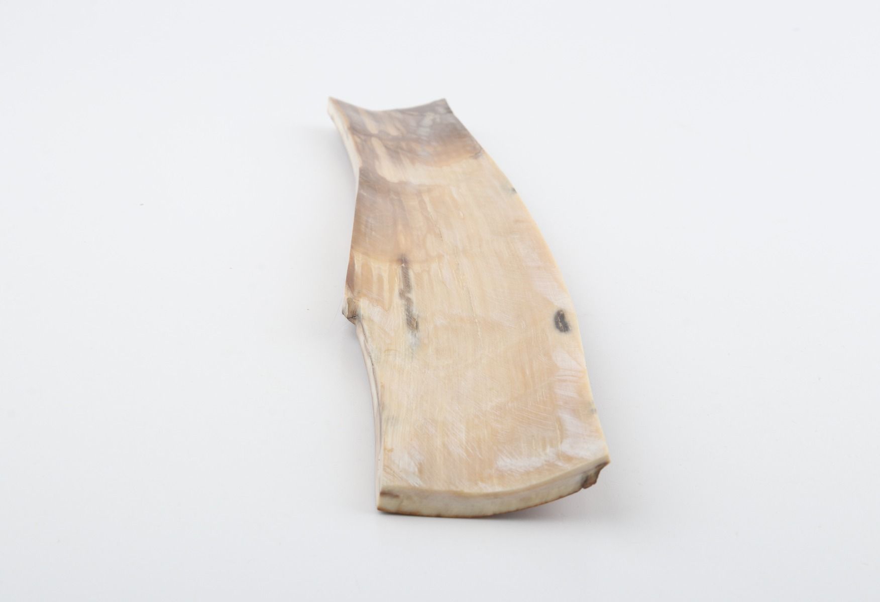 Caramel-brown mammoth bark