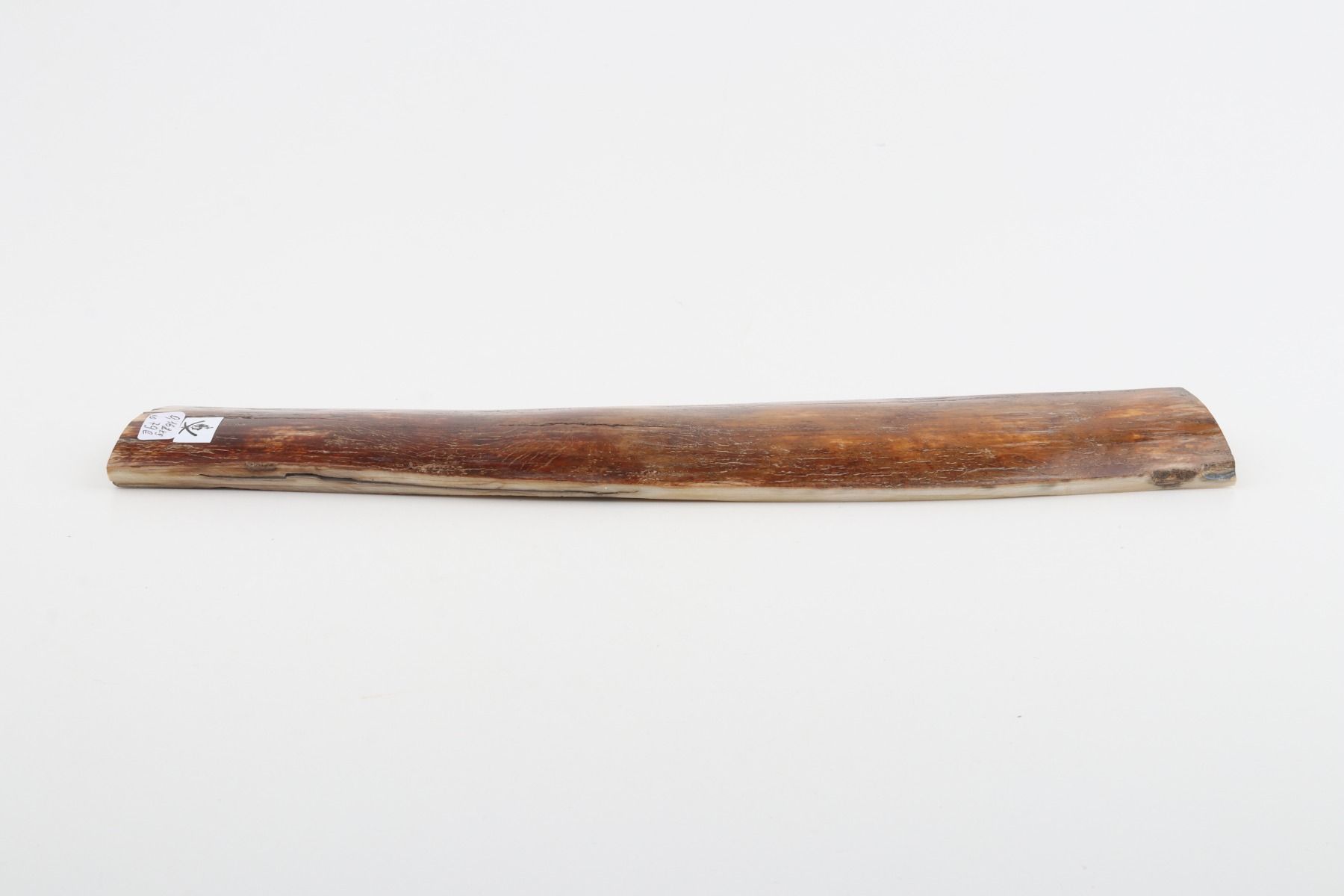Caramel-brown mammoth bark