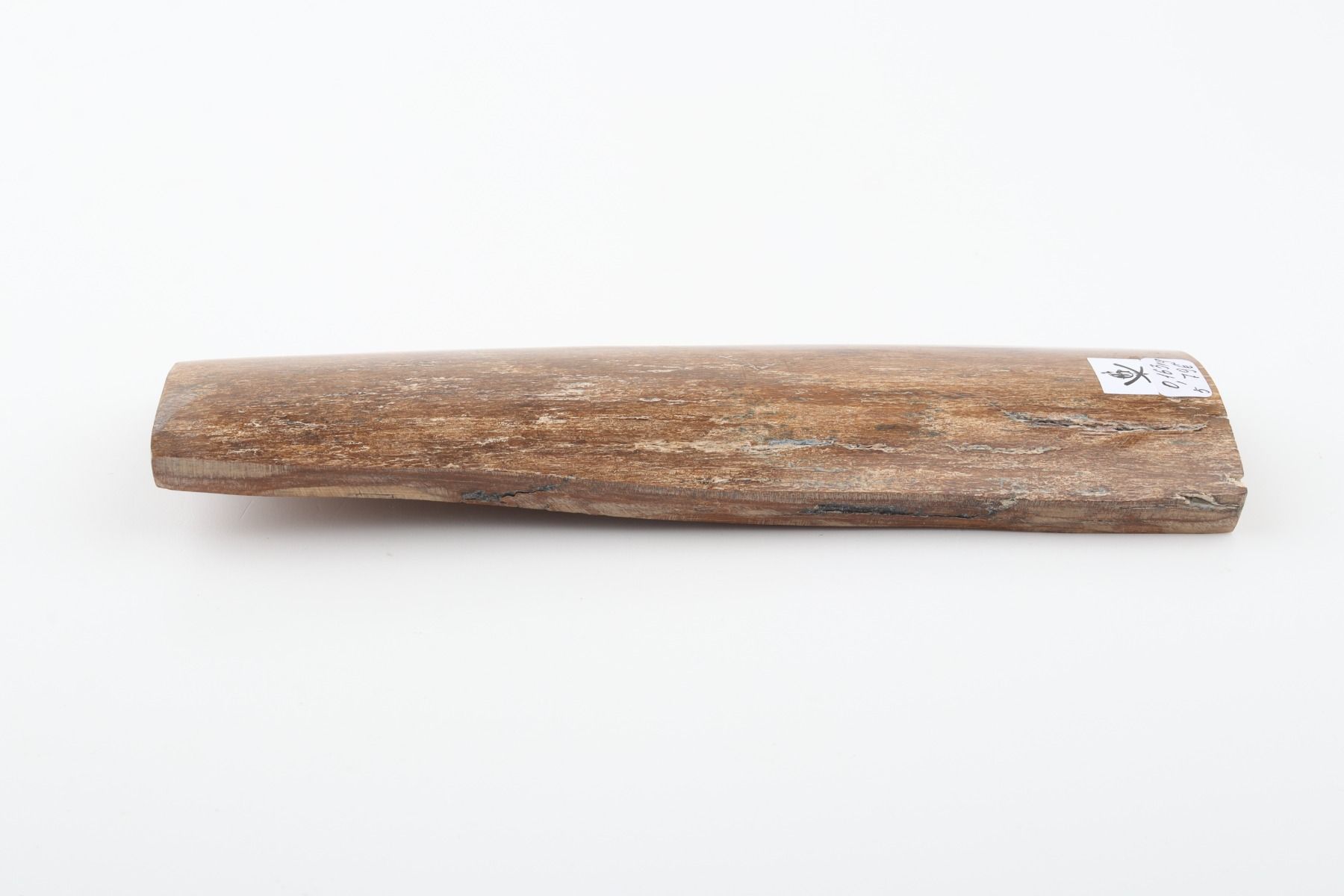 Beige mammoth bark