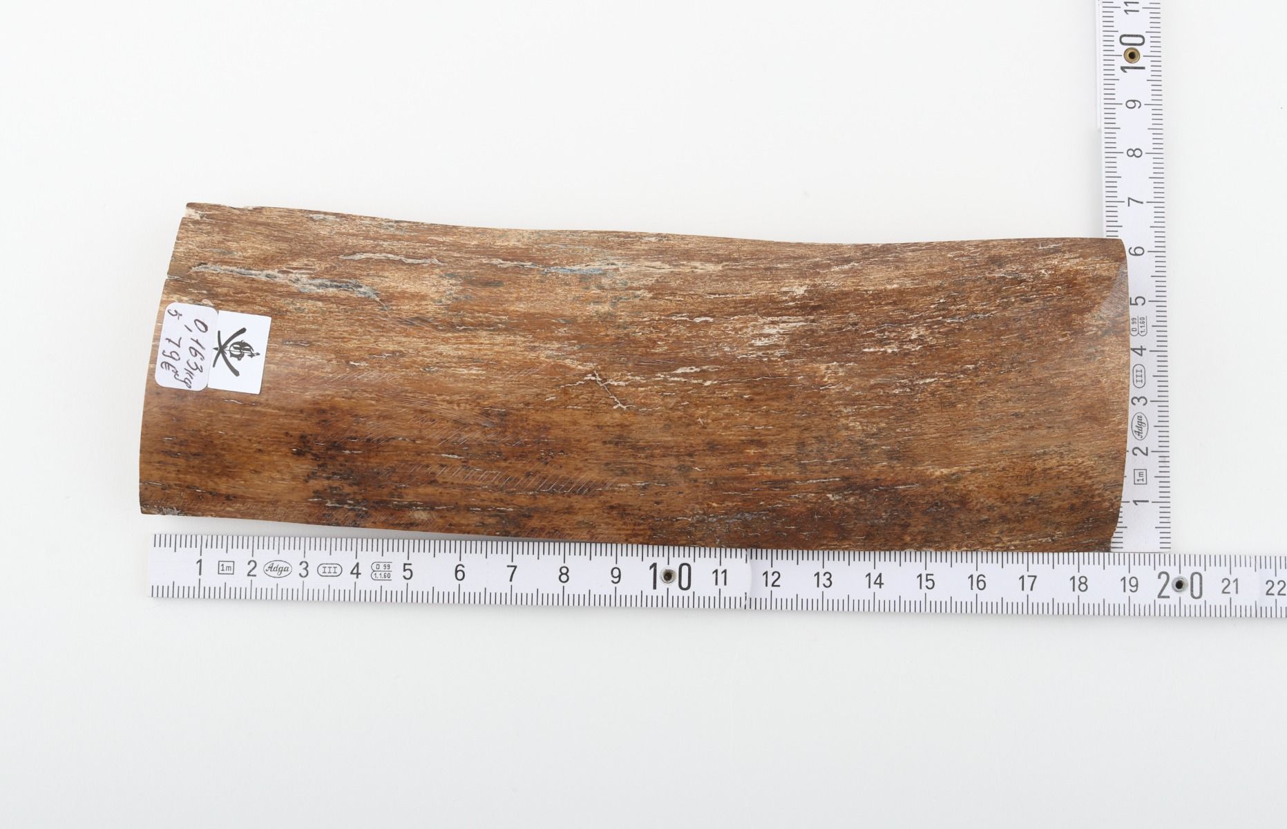 Beige mammoth bark