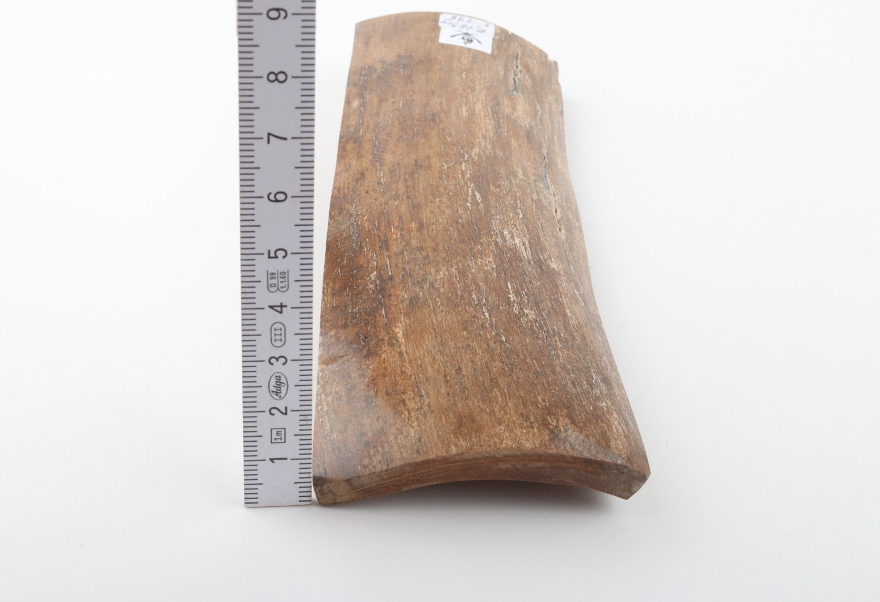 Beige mammoth bark