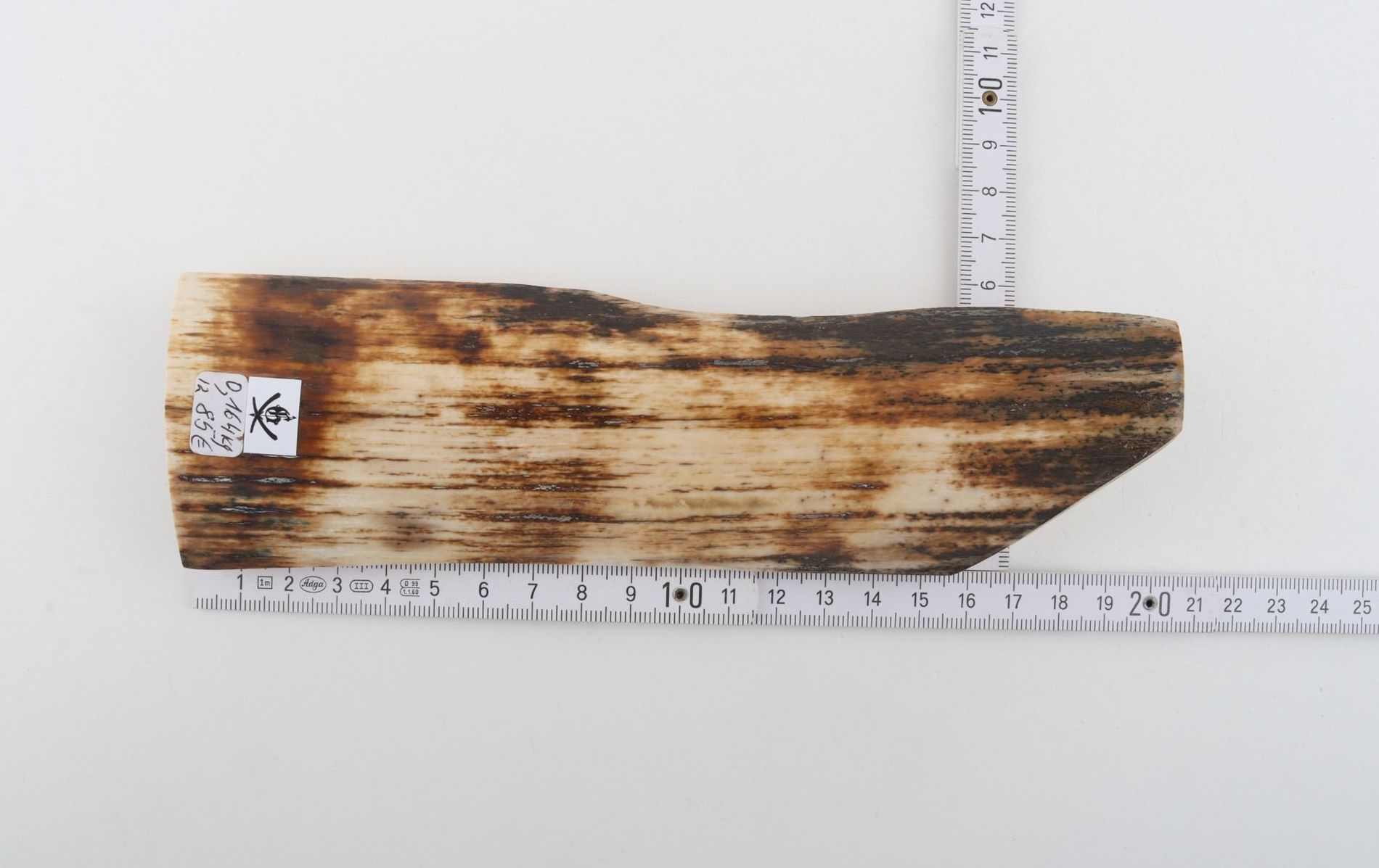 White-brown mammoth bark