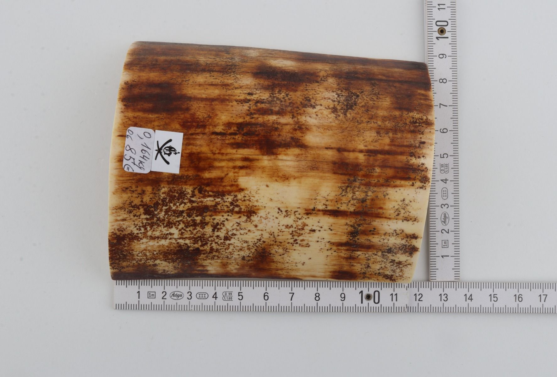 Brown-orange mammoth bark