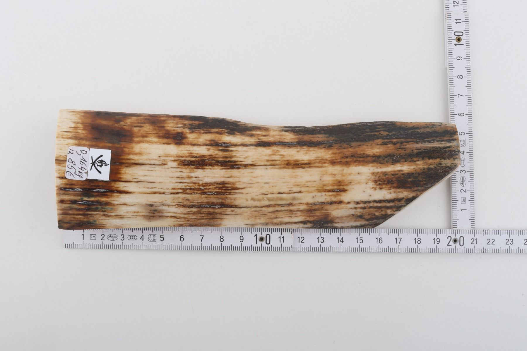 White-brown mammoth bark