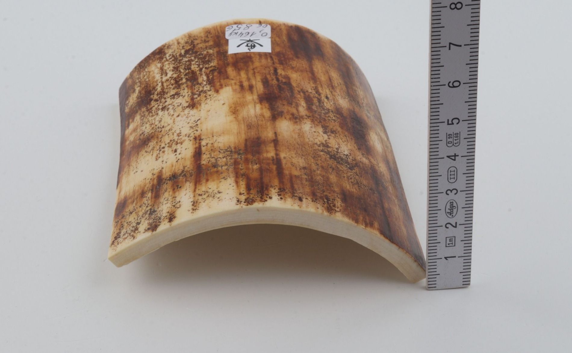 Brown-orange mammoth bark
