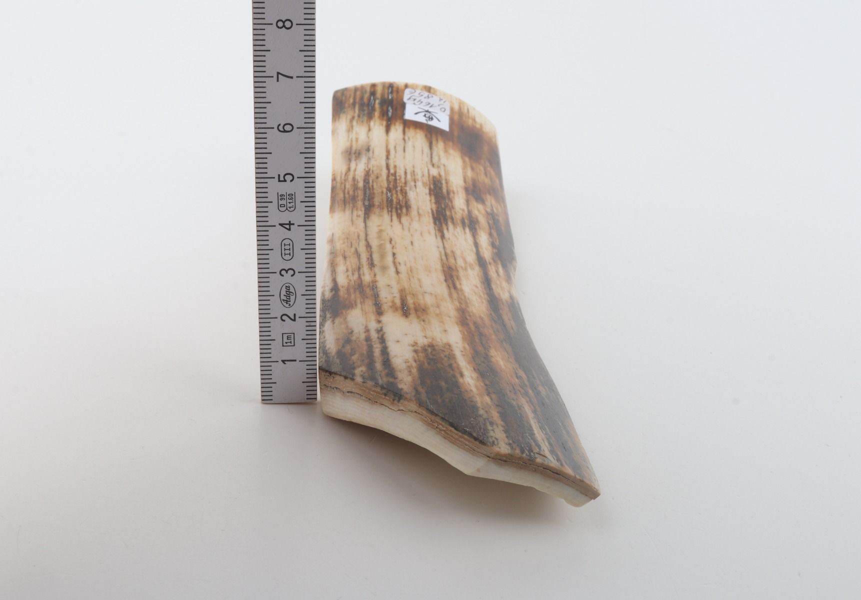 White-brown mammoth bark