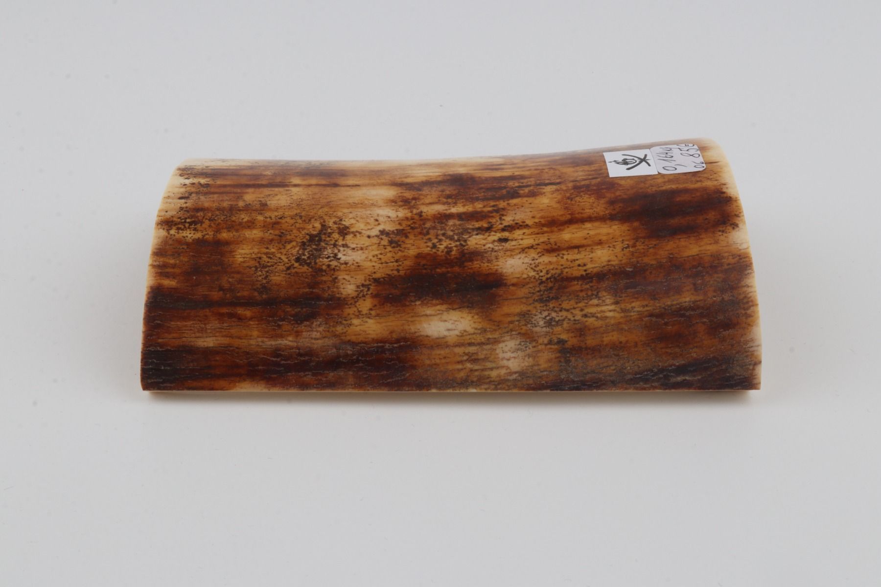 Brown-orange mammoth bark