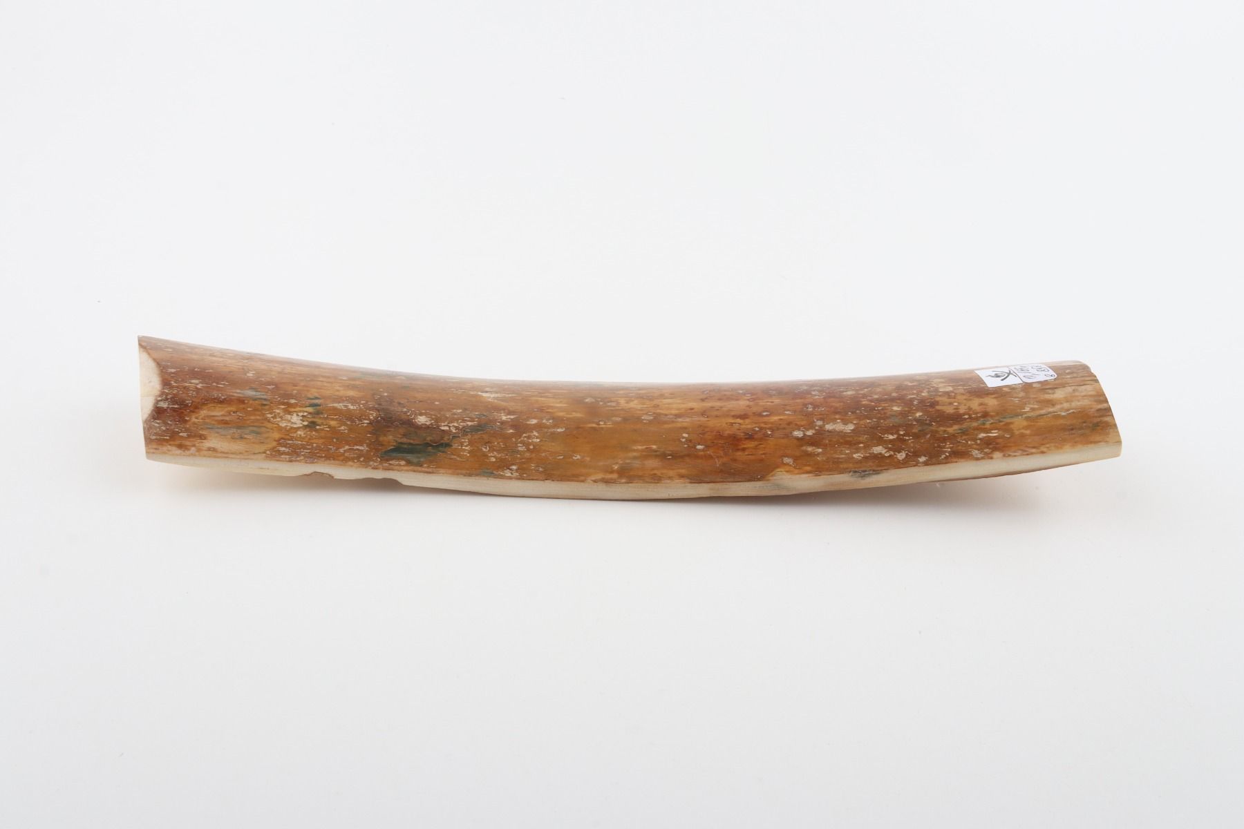 Caramel mammoth bark
