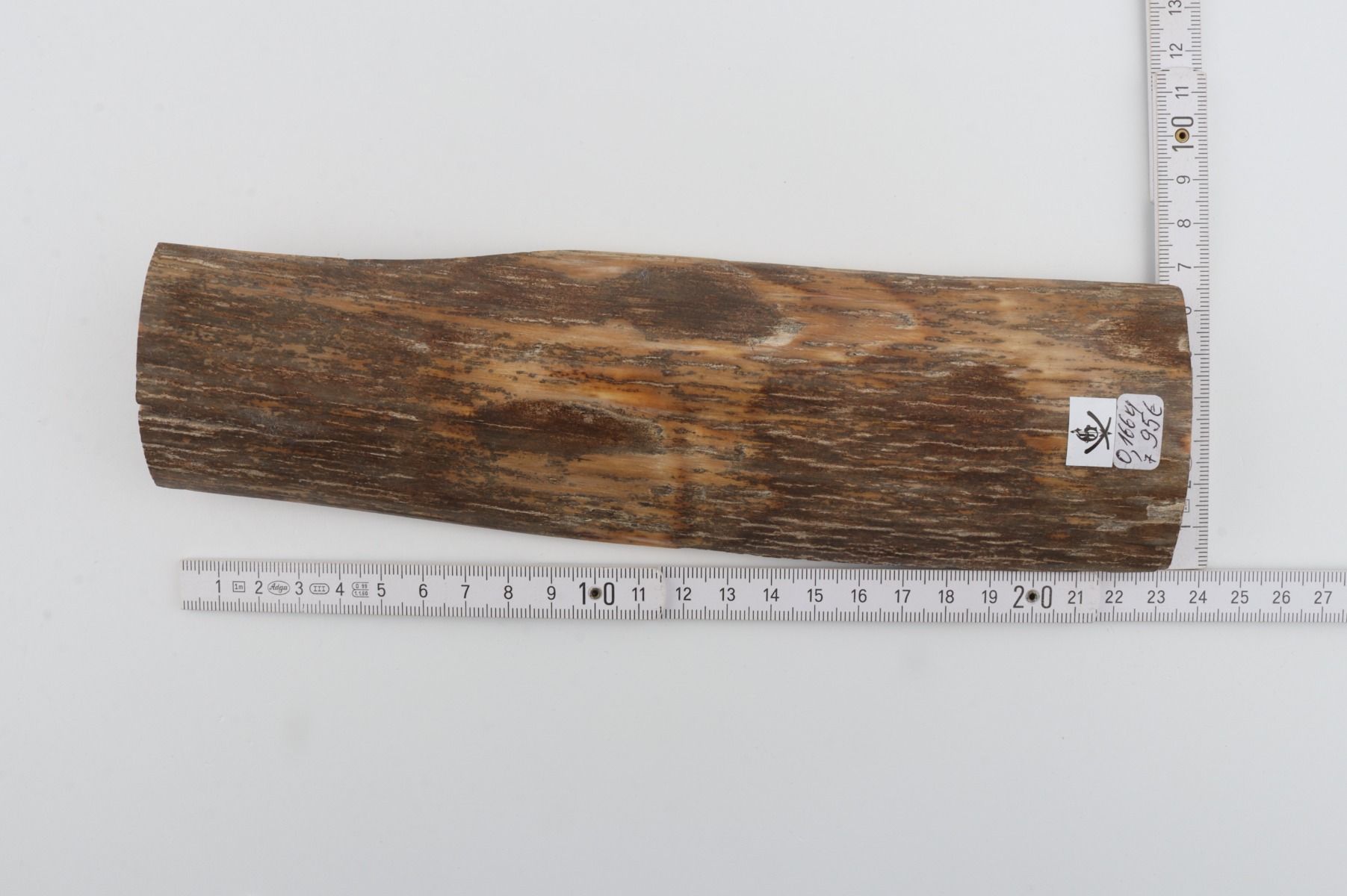Beige mammoth bark