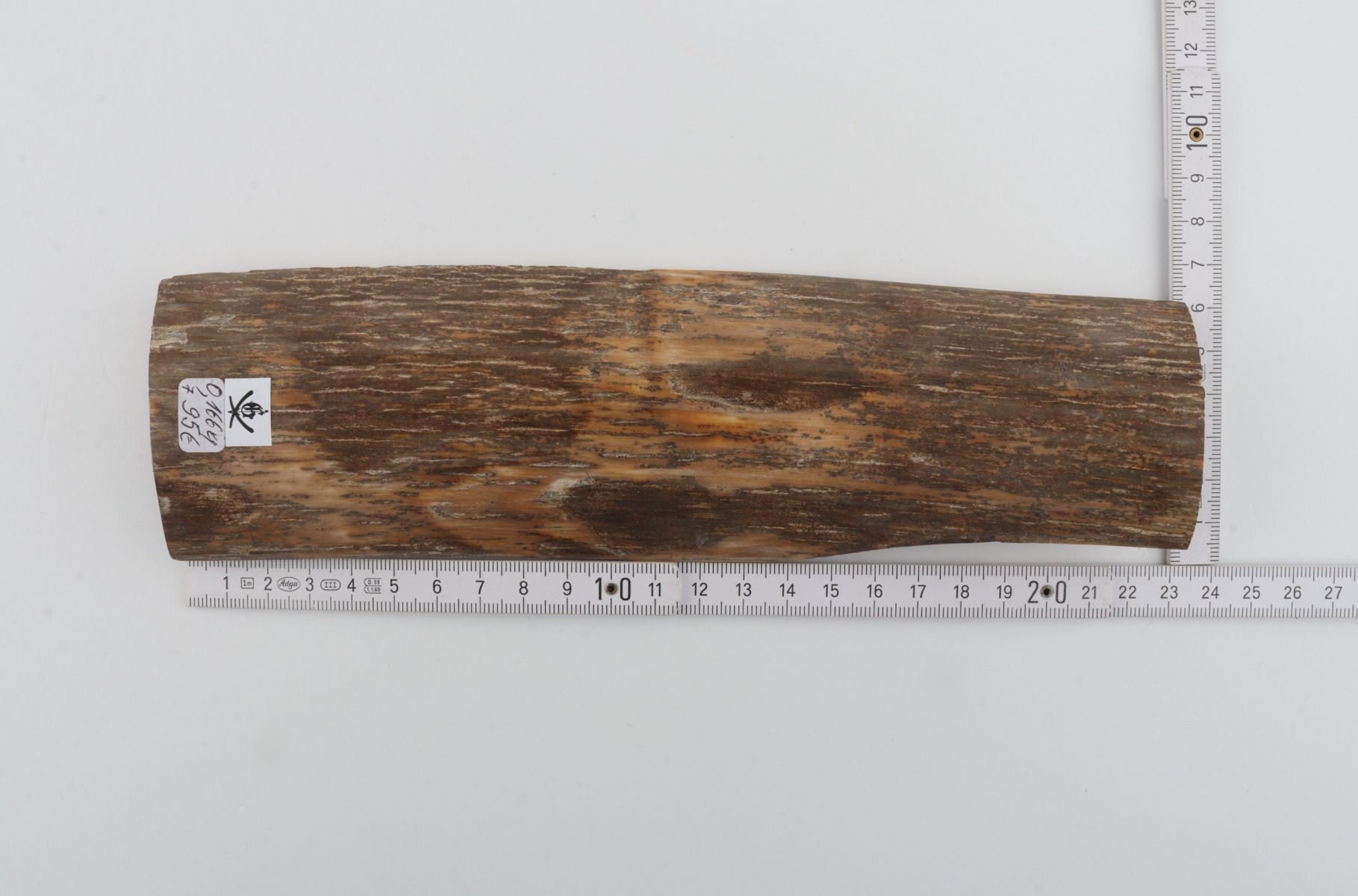 Beige mammoth bark