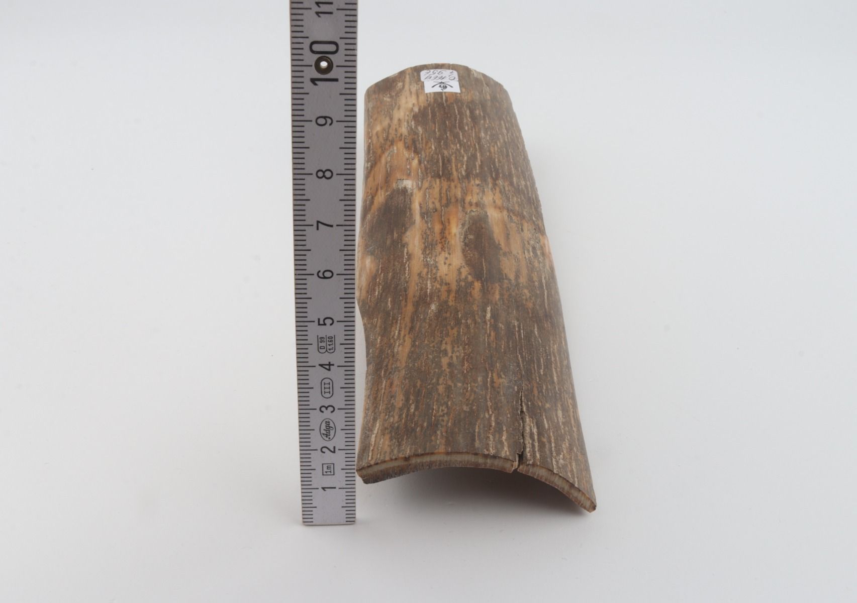 Beige mammoth bark