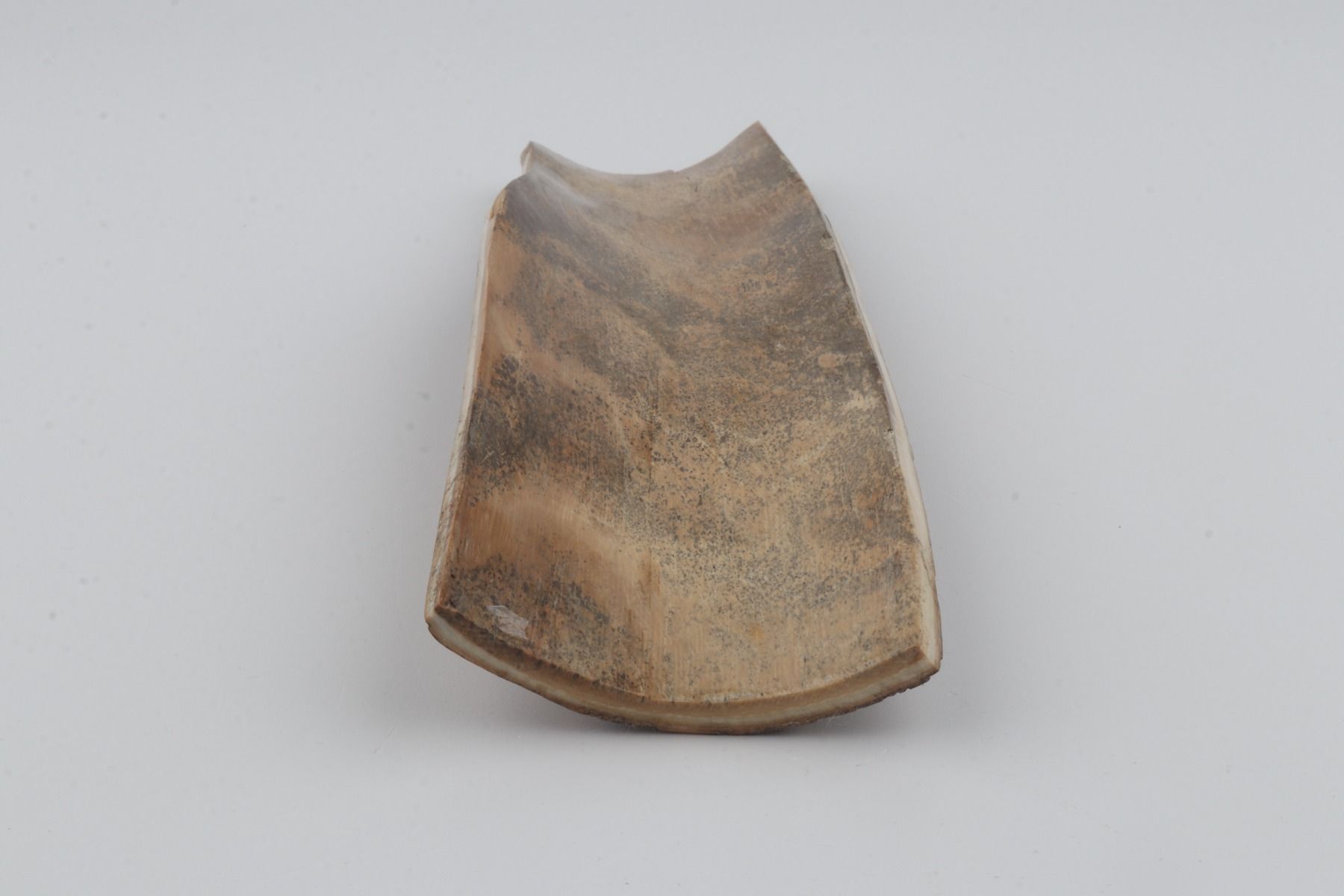 Beige mammoth bark