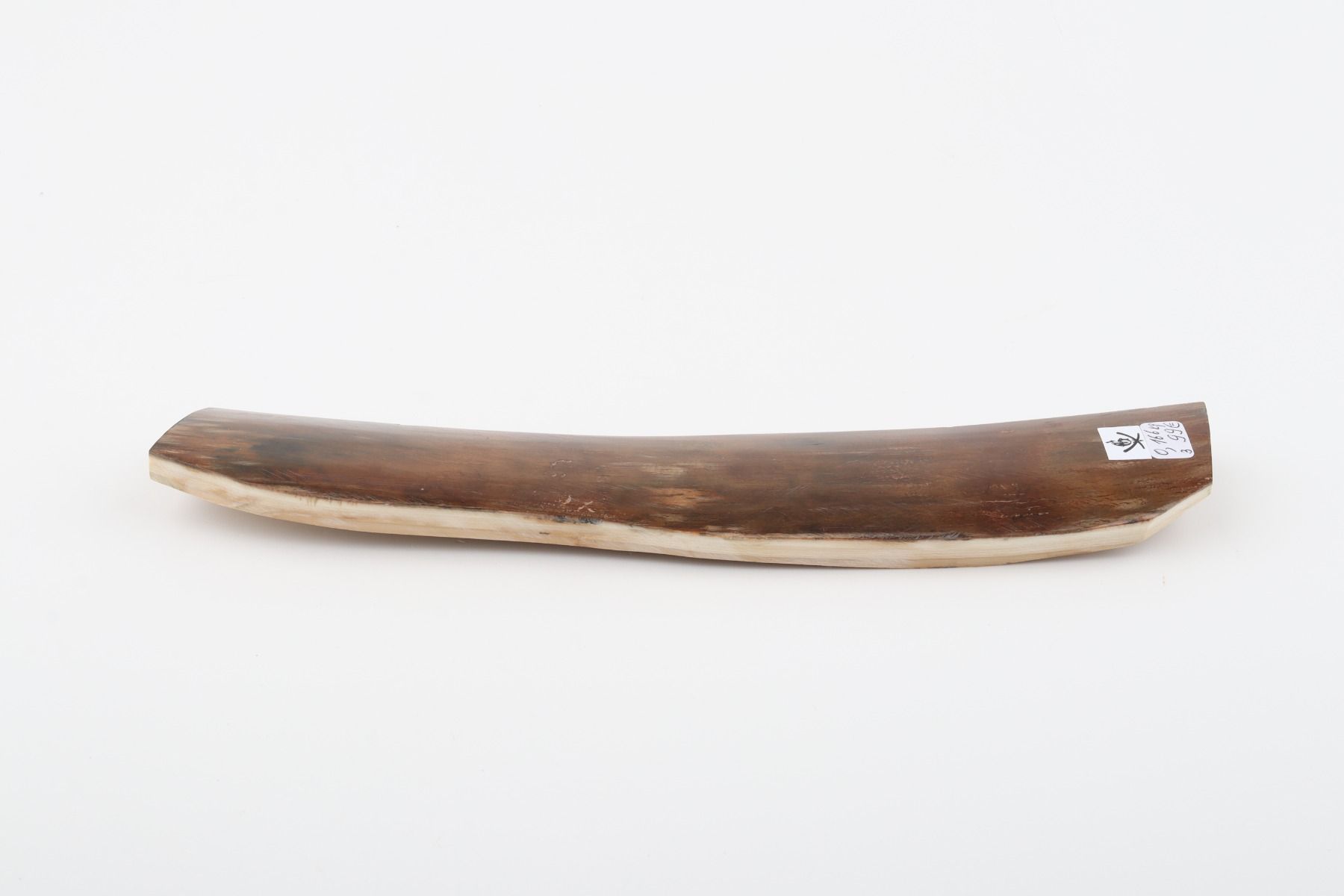 Brown mammoth bark