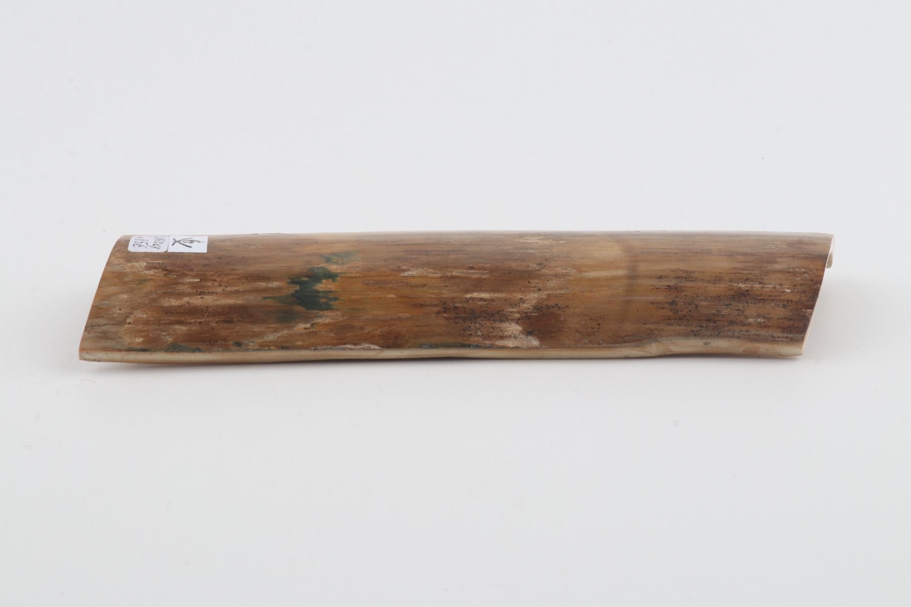 Beige mammoth bark