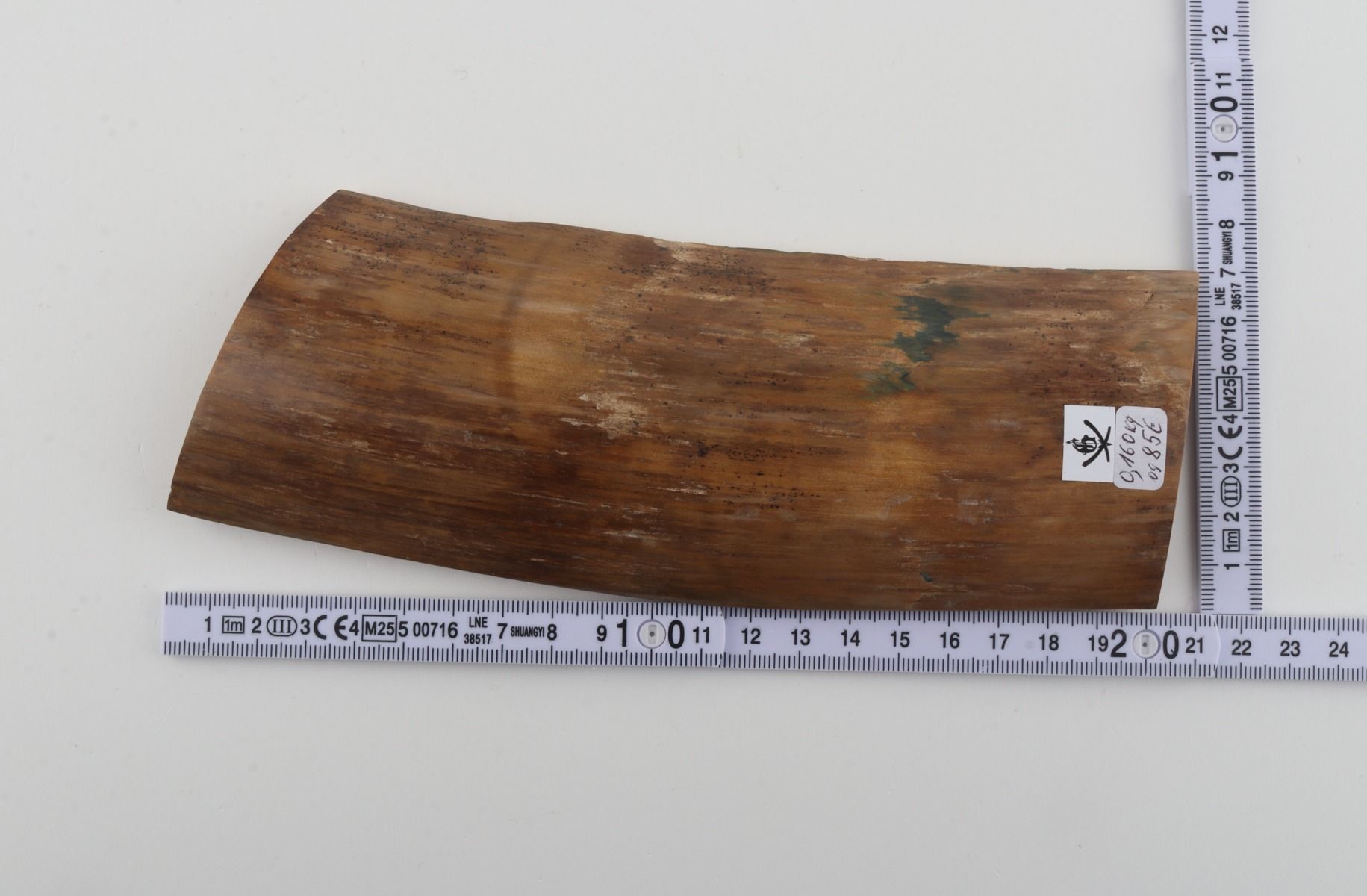 Beige mammoth bark