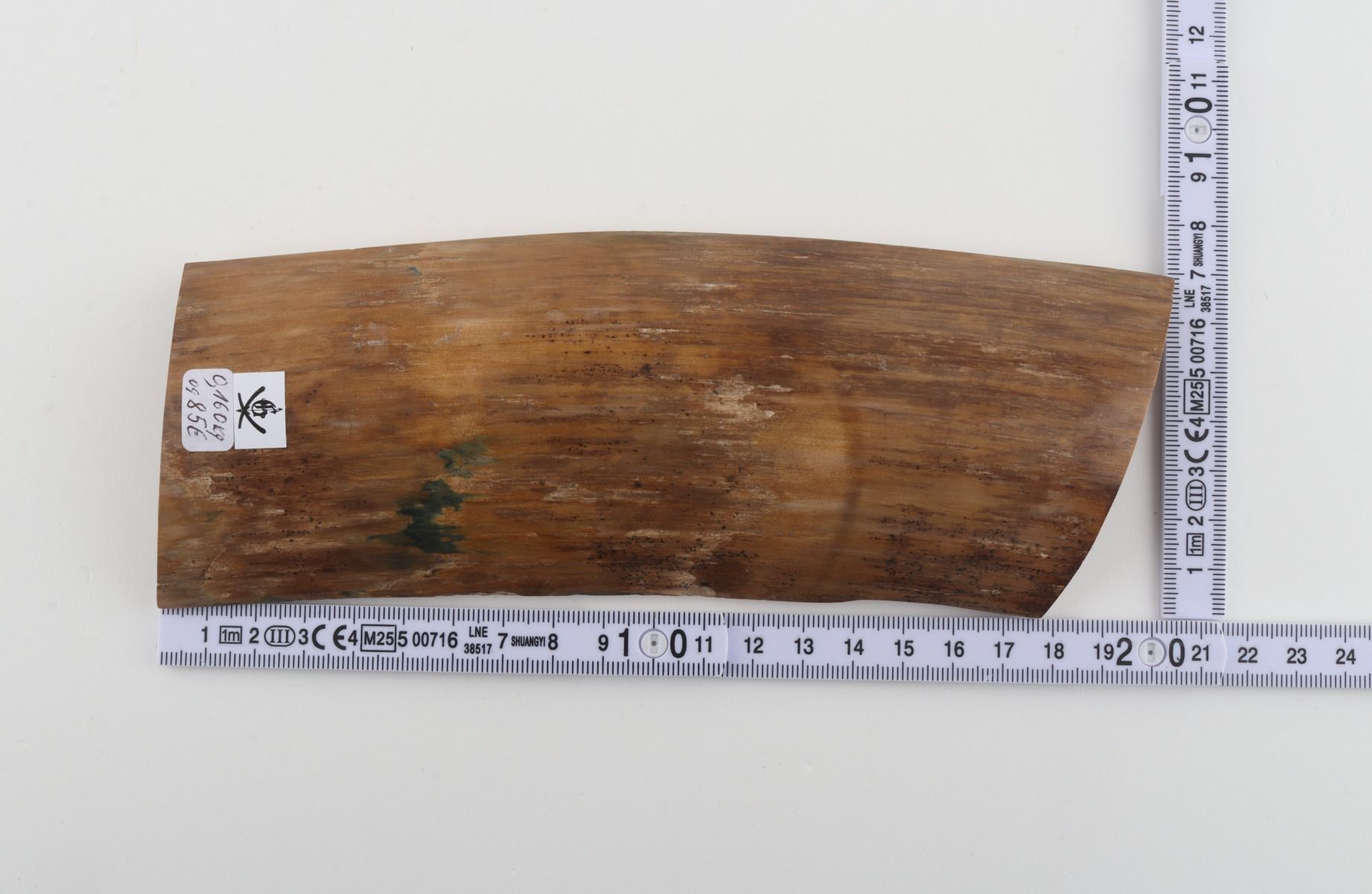 Beige mammoth bark