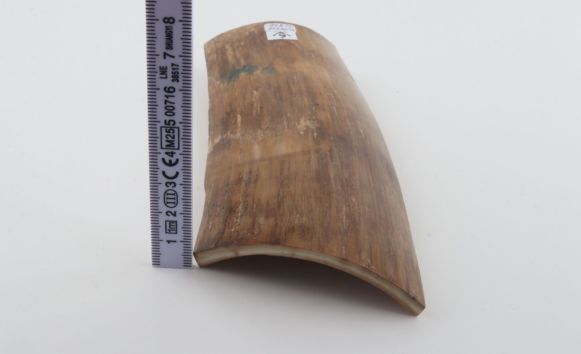 Beige mammoth bark