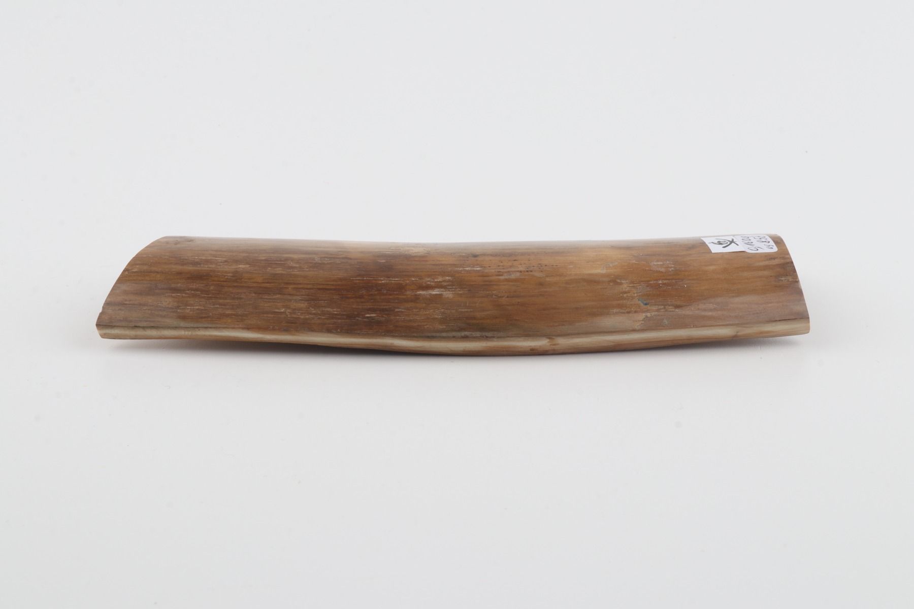 Beige mammoth bark