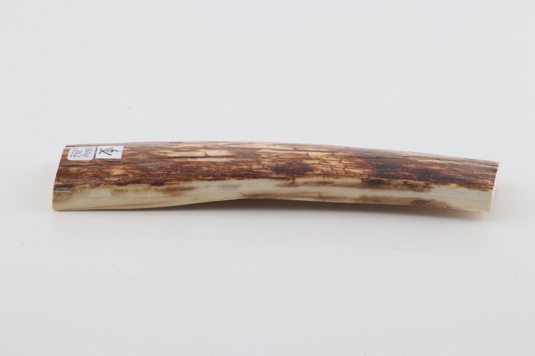 Orange-brown mammoth bark