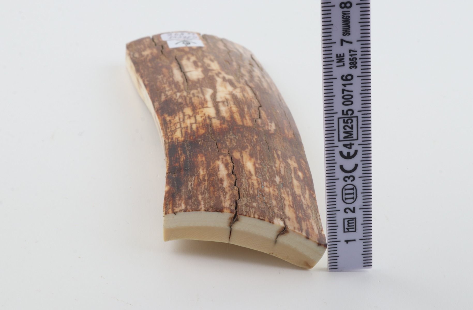 Orange-brown mammoth bark