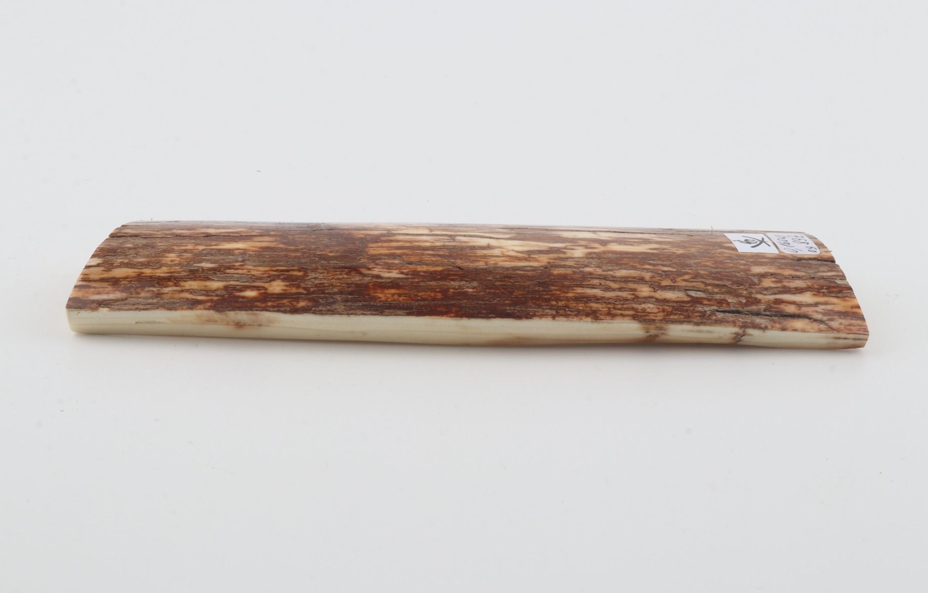 Orange-brown mammoth bark