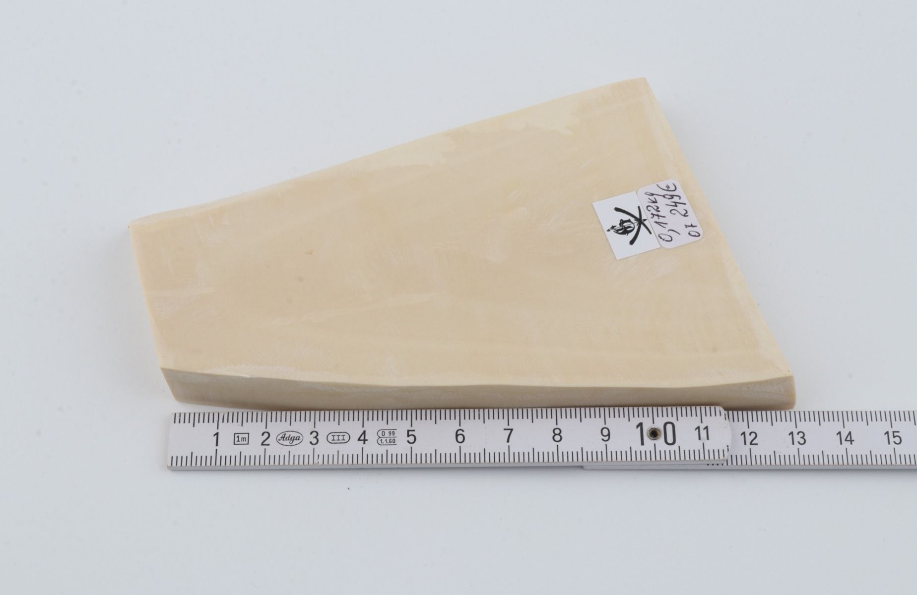White mammoth ivory segment