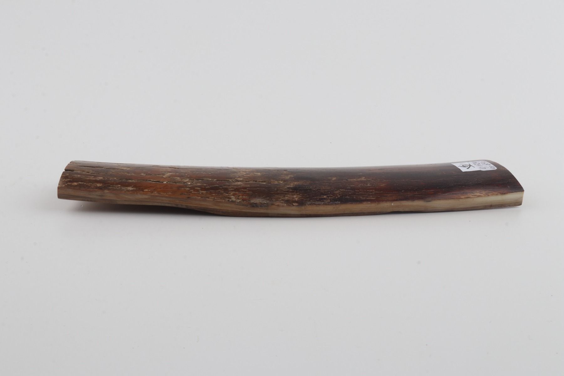 Brown mammoth bark