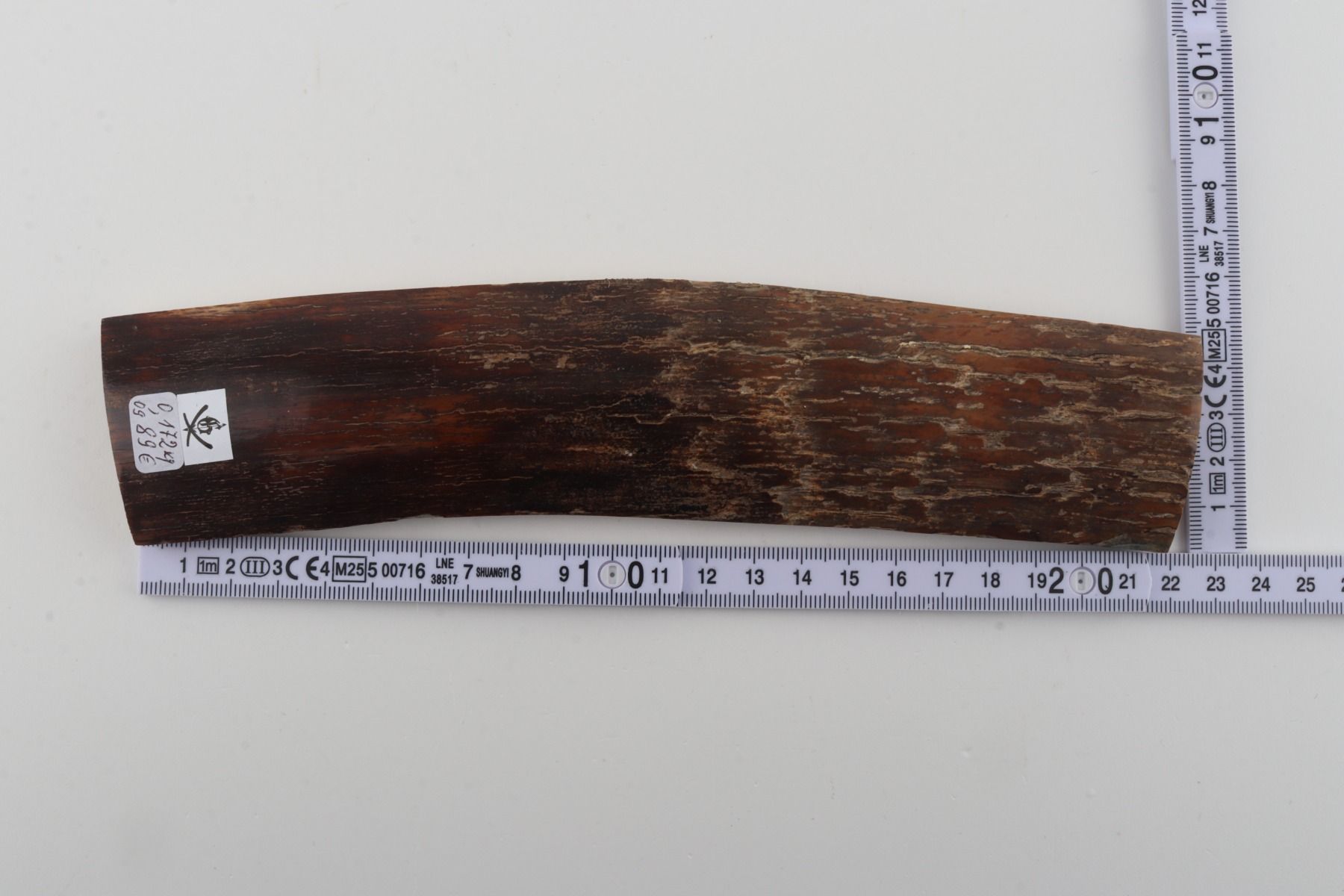 Brown mammoth bark