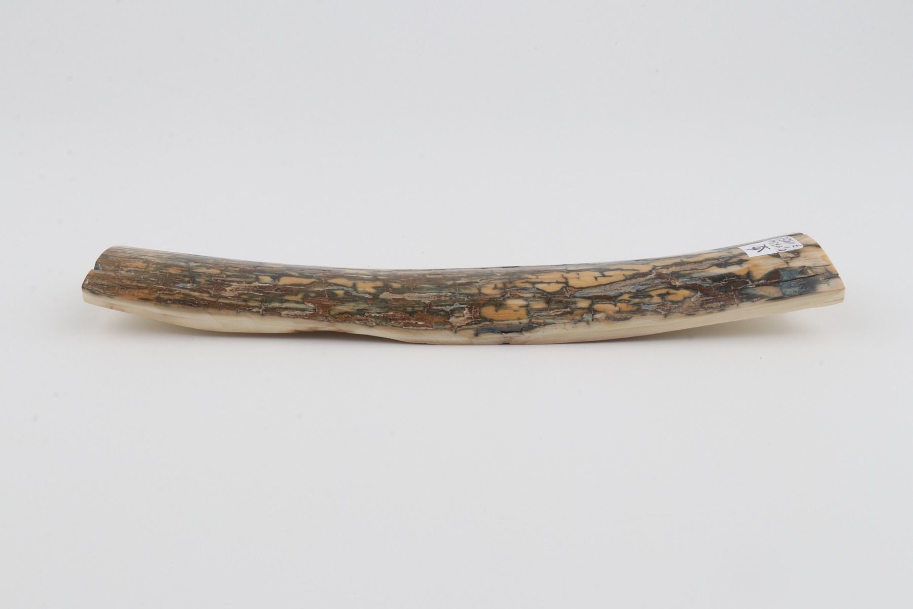 Blue-brown mammoth bark