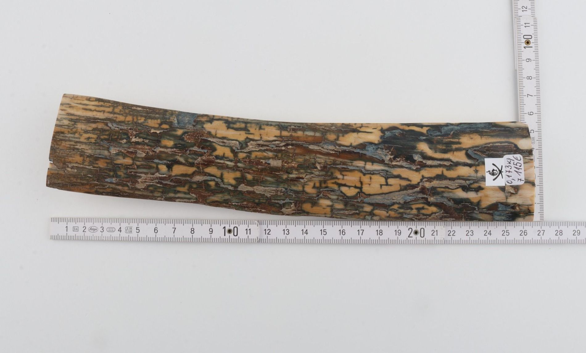 Blue-brown mammoth bark