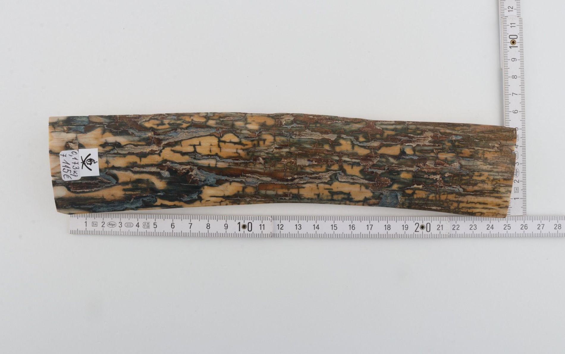 Blue-brown mammoth bark