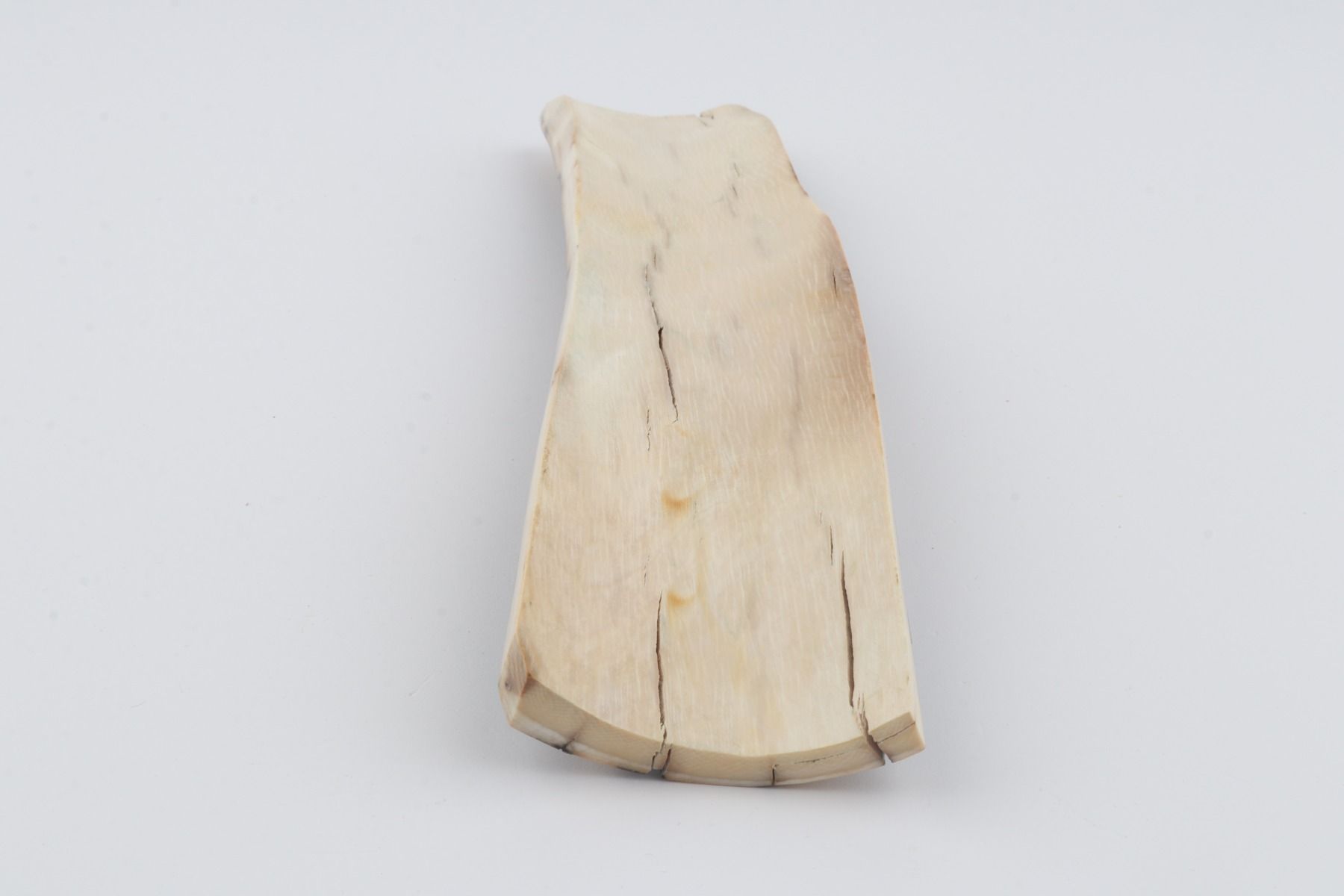 Blue-brown mammoth bark