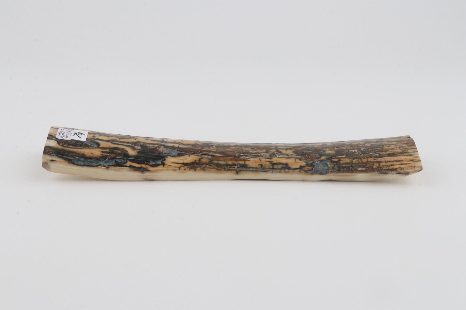 Blue-brown mammoth bark