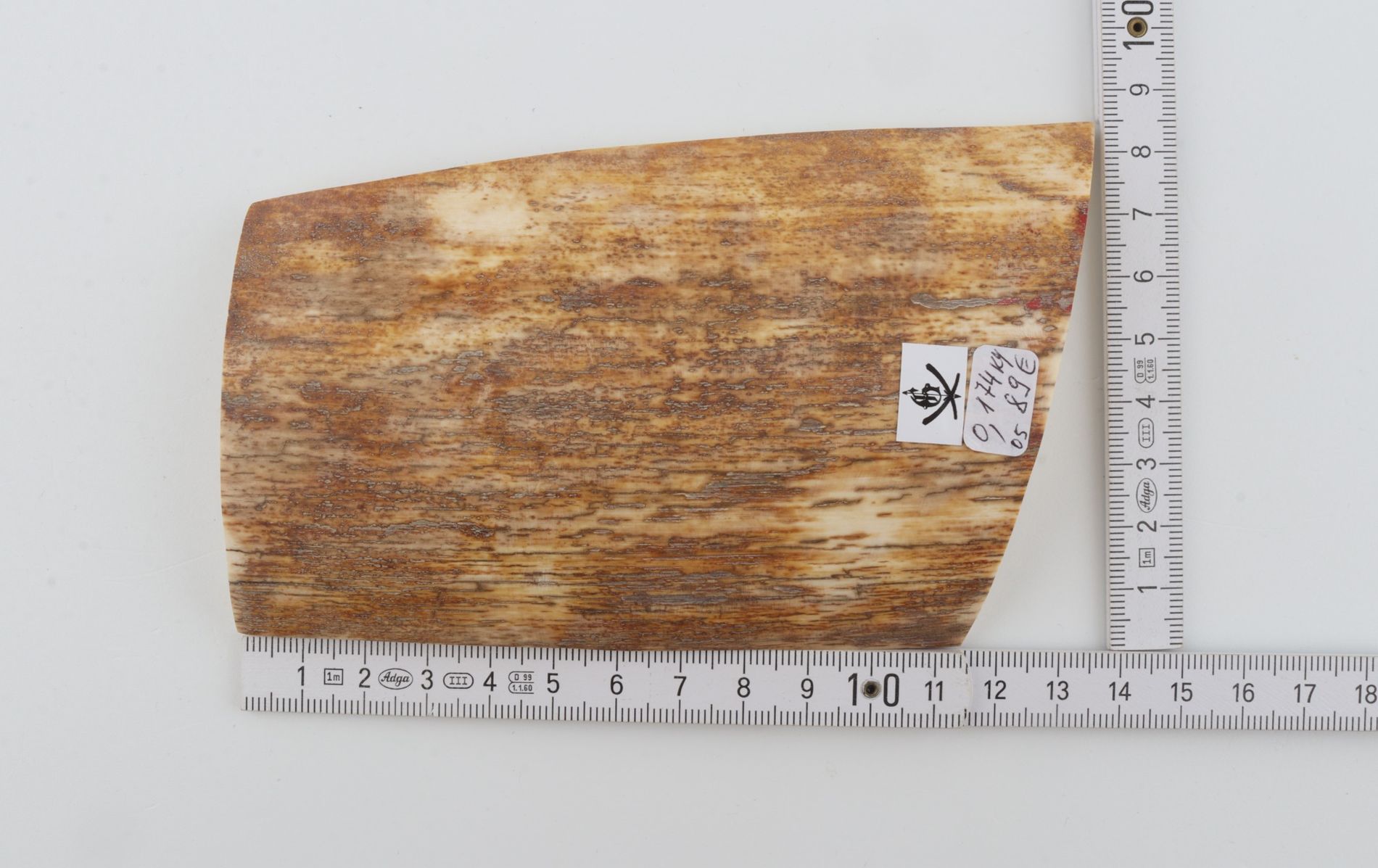 Brown-orange mammoth bark